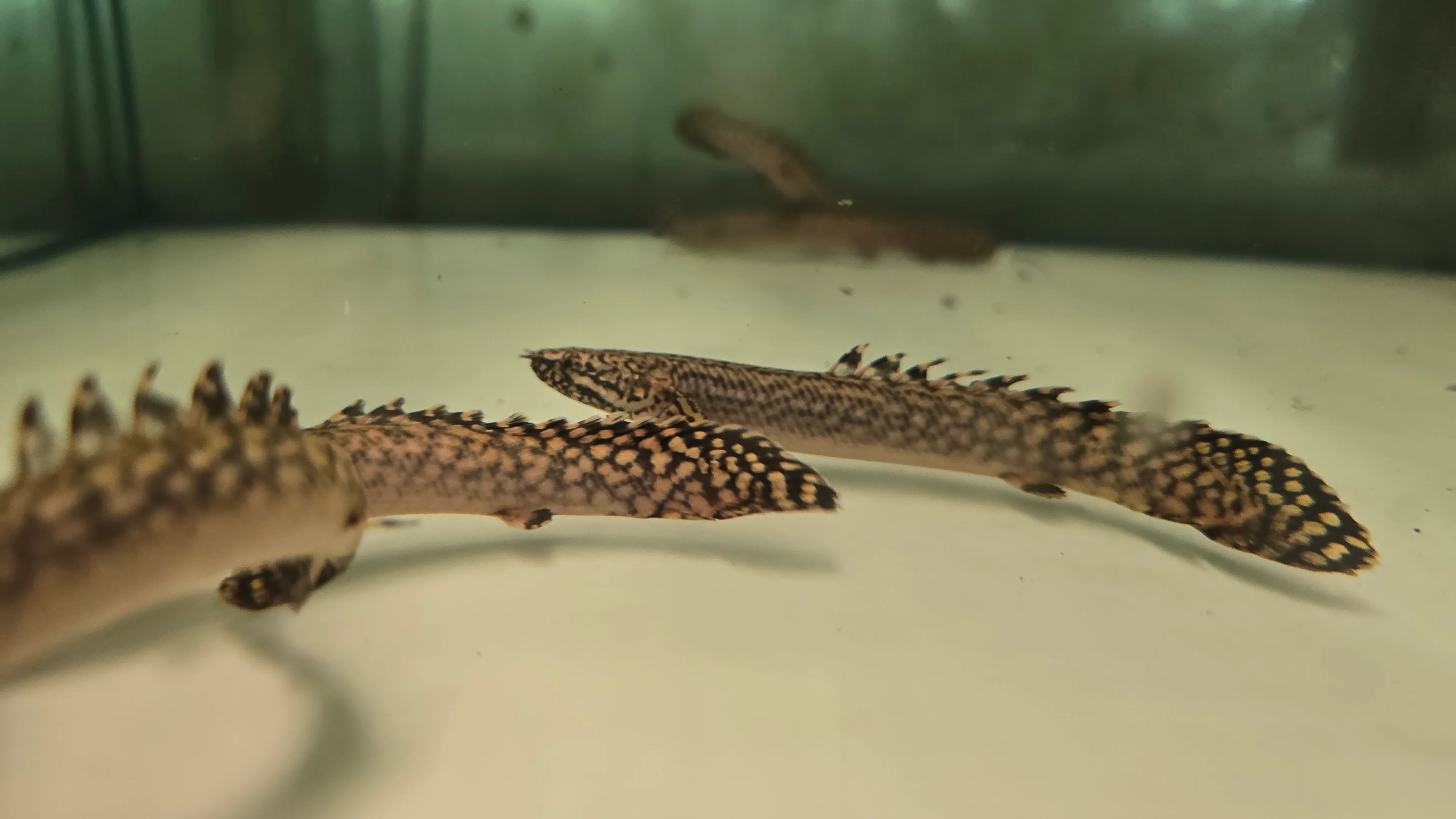 Polypterus ornatipinnis 7-8cm - Image 2
