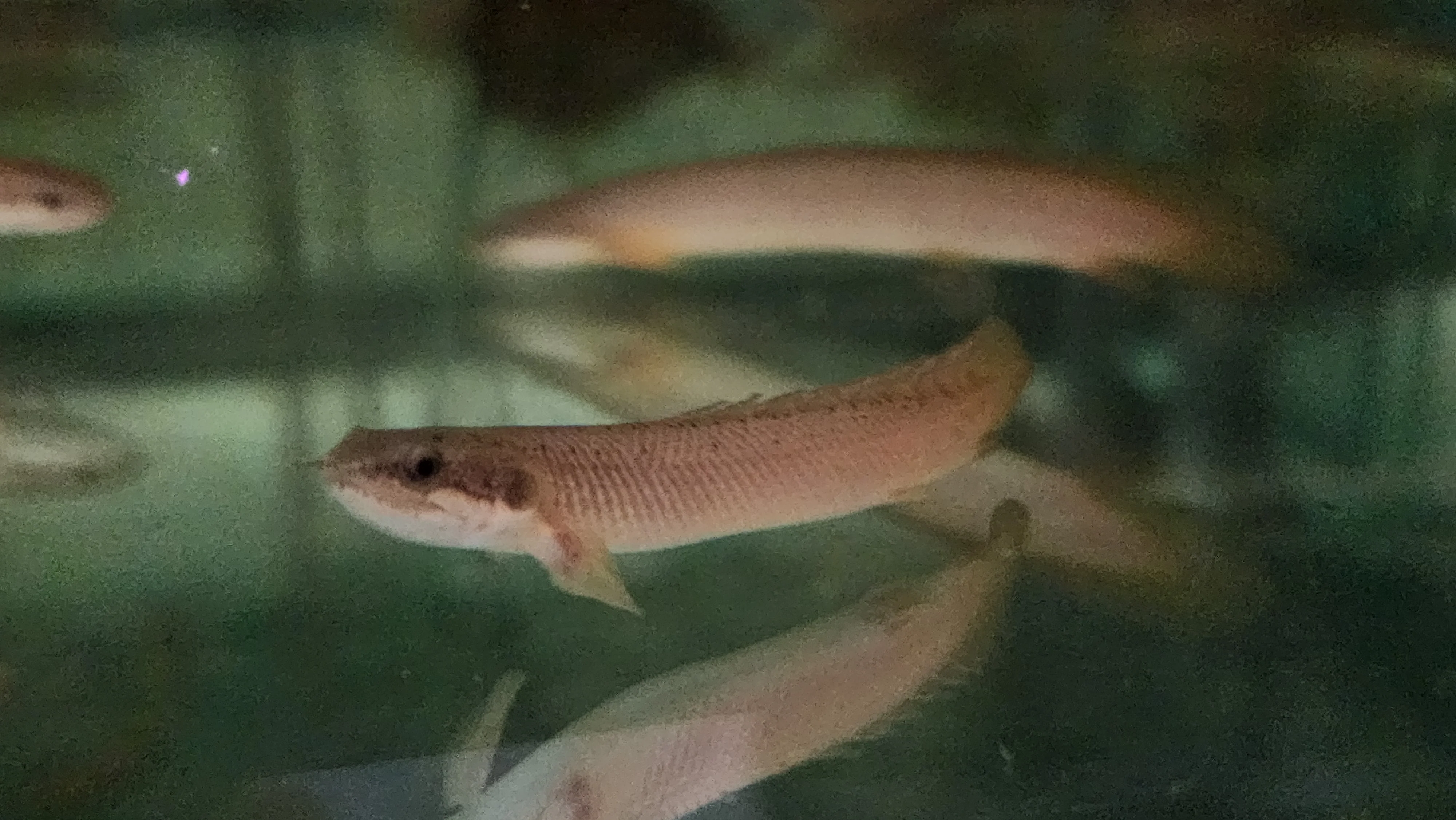 Polypterus Senegalus bichir 5-6cm - Image 2