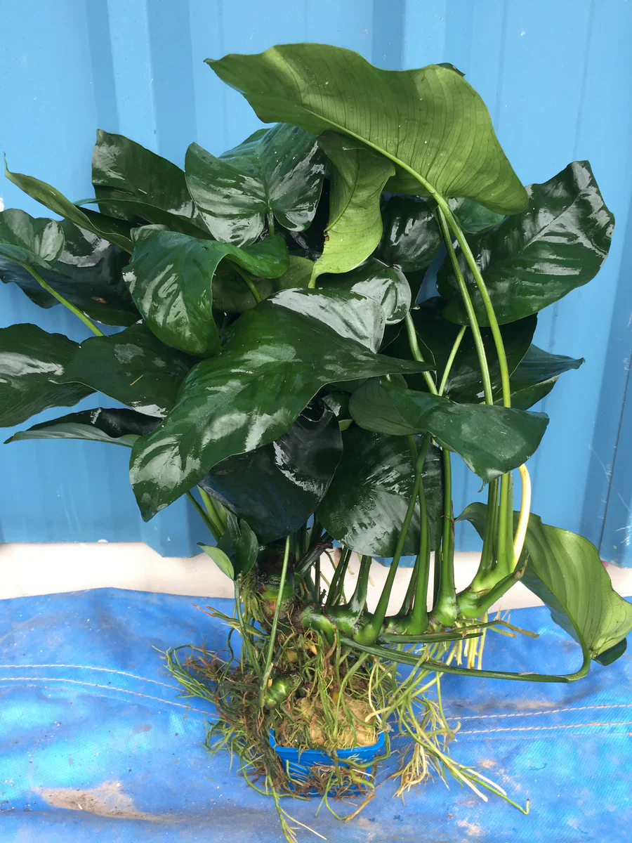 Premium Anubias Barteri Super Large Live Aquarium Plant – Lush Green Foliage