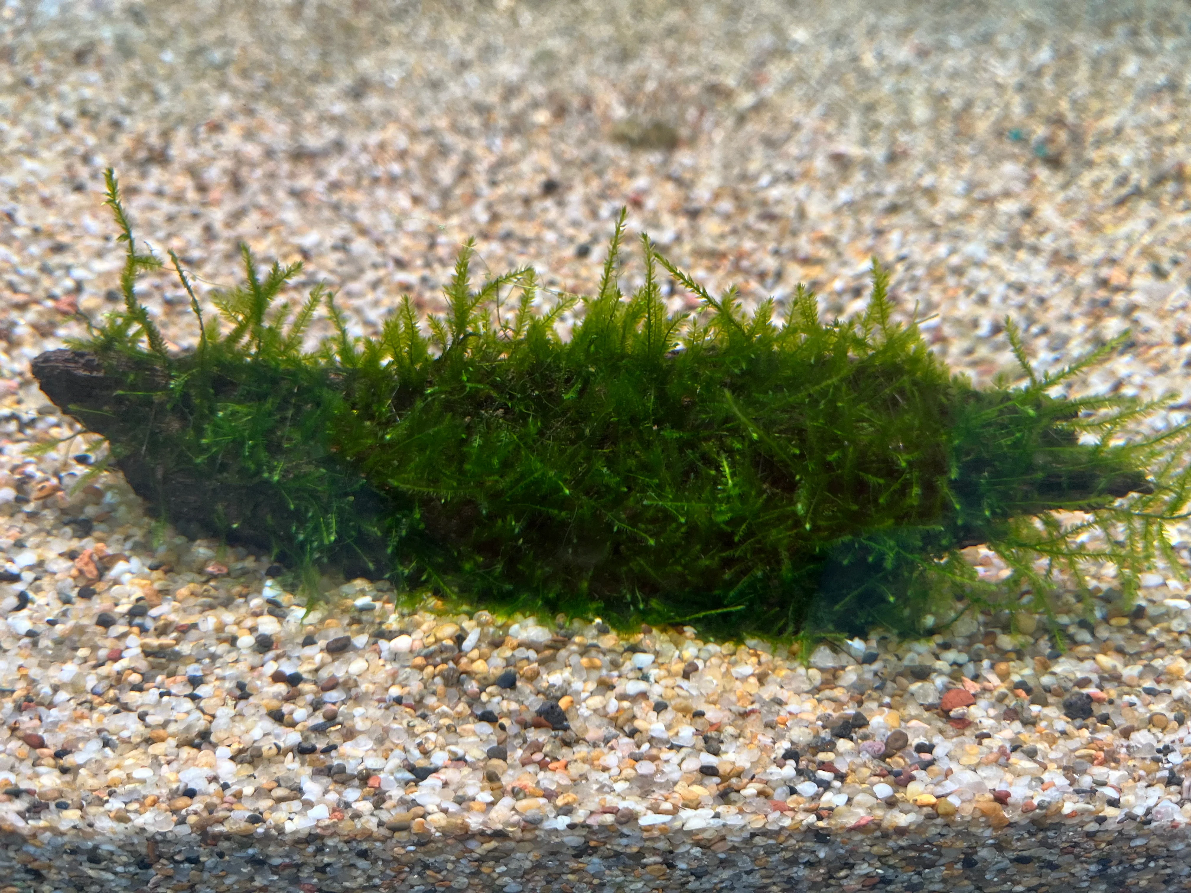 Premium Live Aquarium Moss on Natural Driftwood, Easy Care Aquatic Decor - Image 2