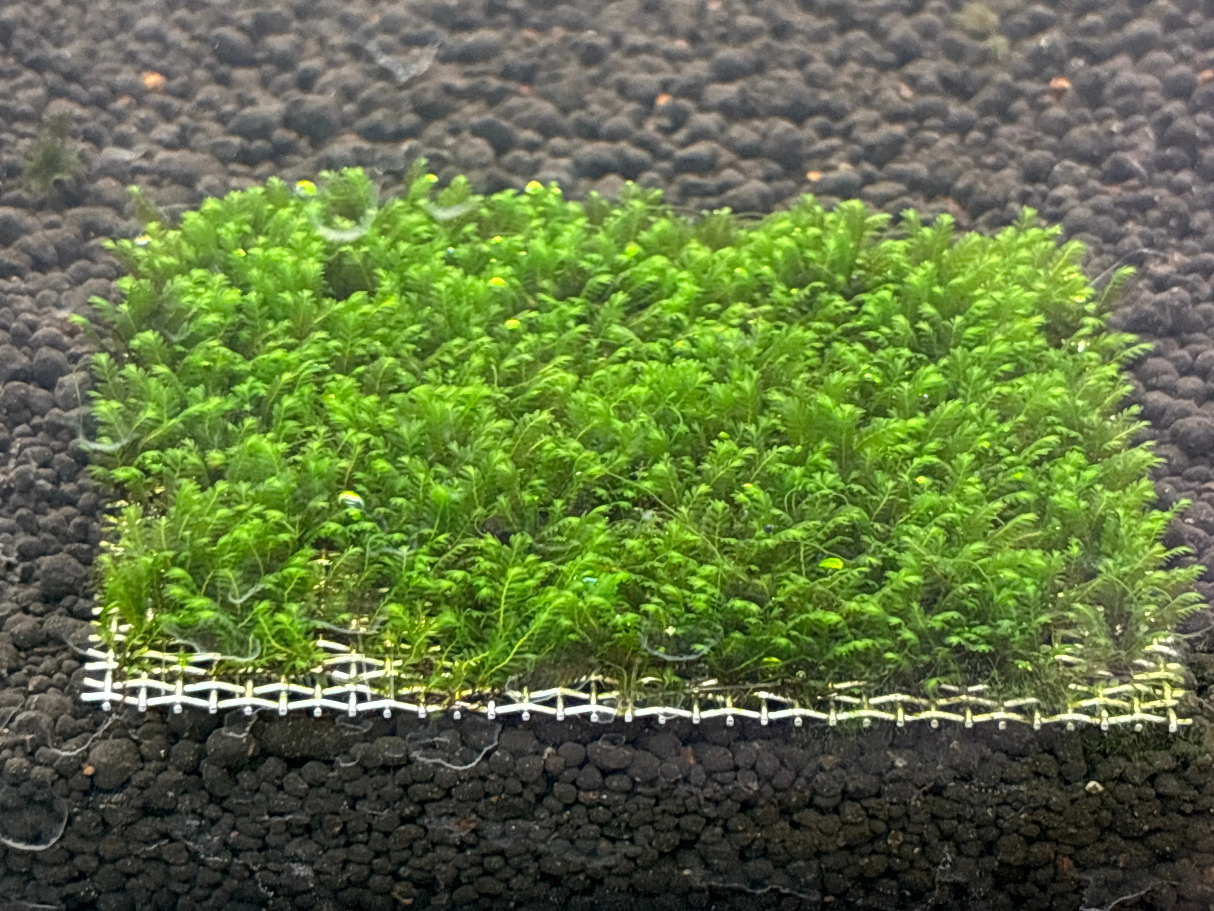 Premium Mini Fissiden Mesh Aquatic Moss for Nano Aquariums & Aquascaping - Image 3