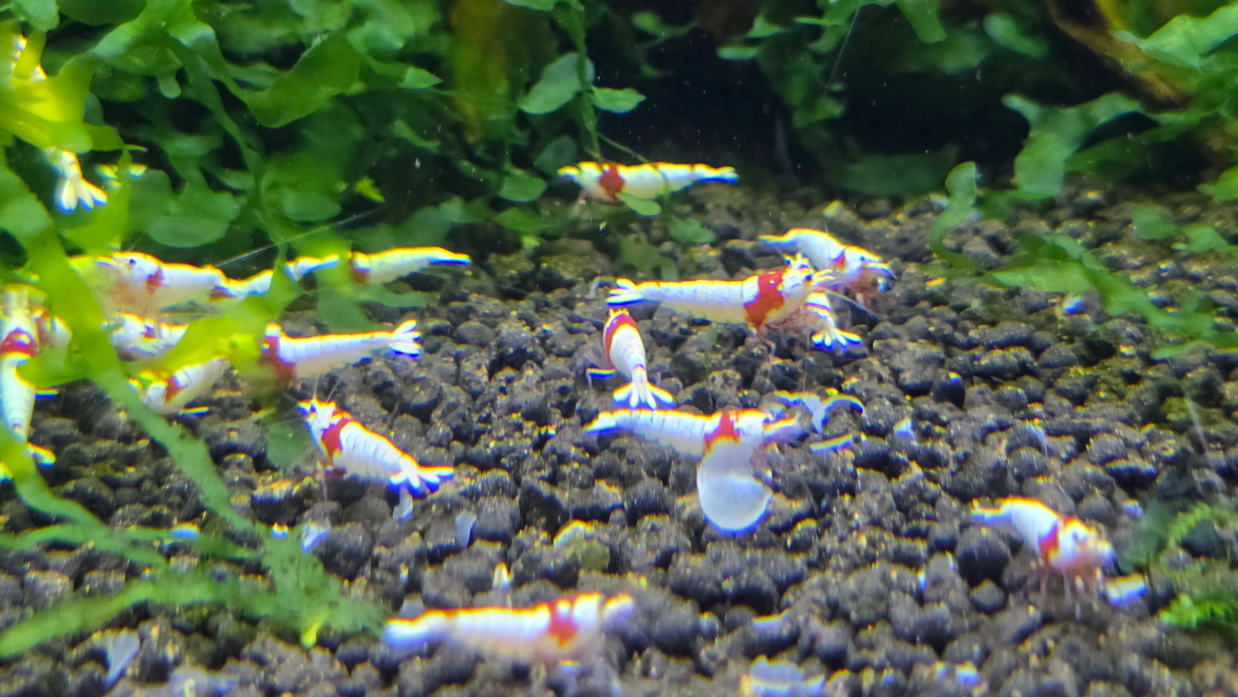 Pure red line mosura 1cm