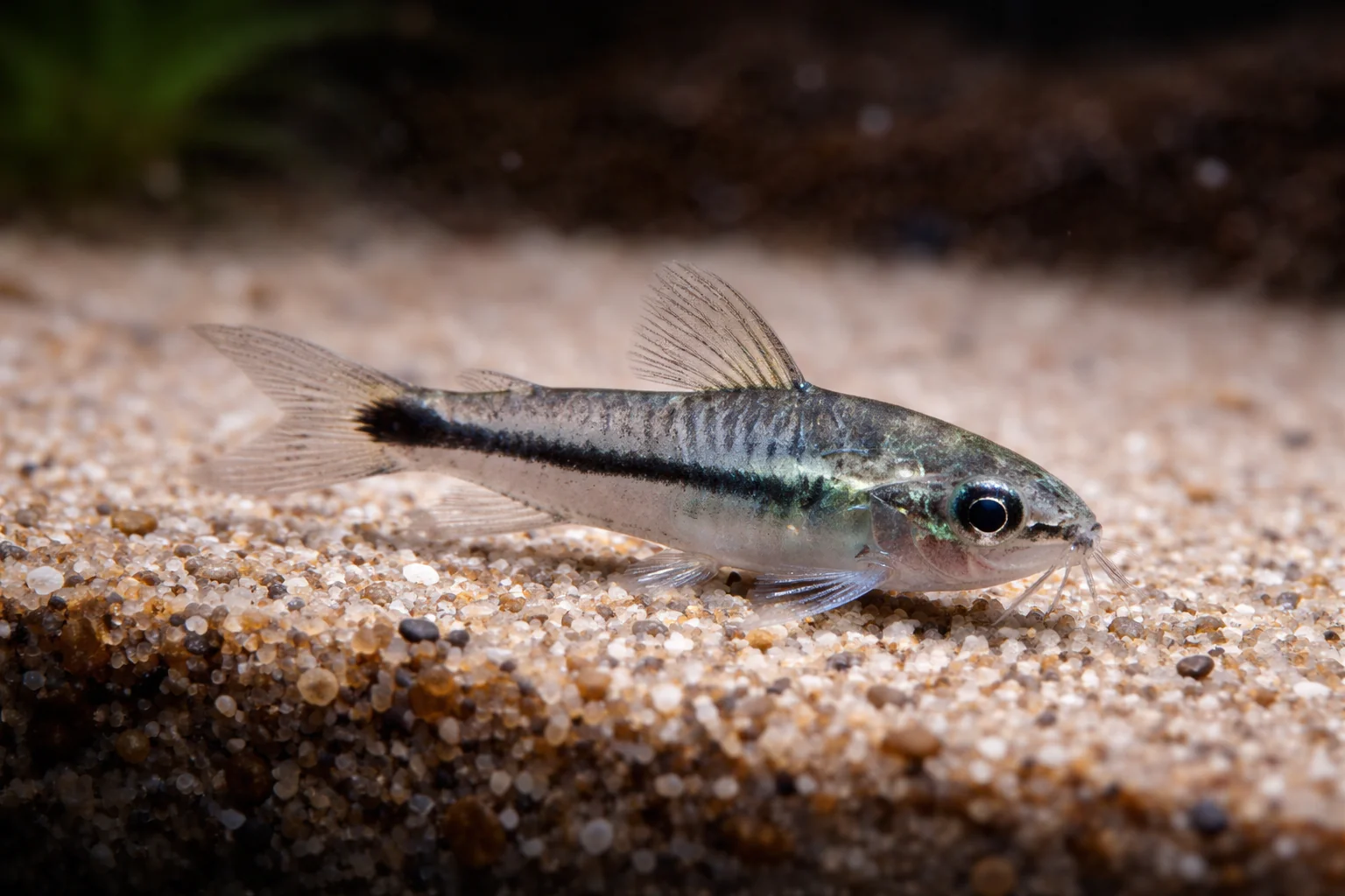 Pygmy Corydoras (1cm)