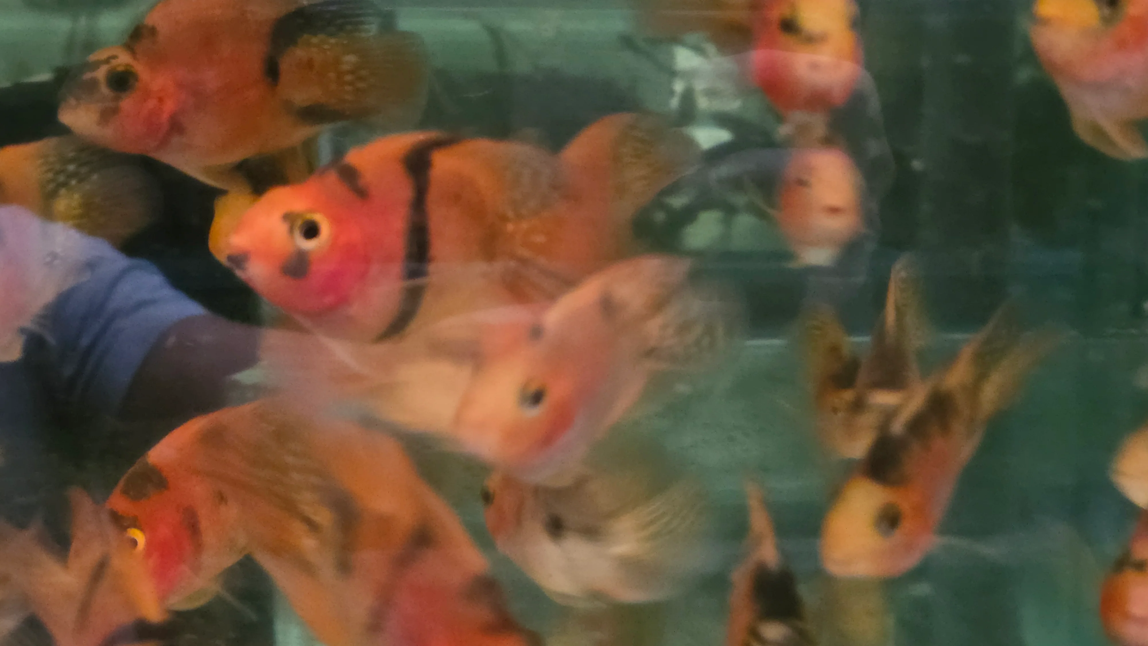 Red and black parrot cichlid 6-7cm - Image 2