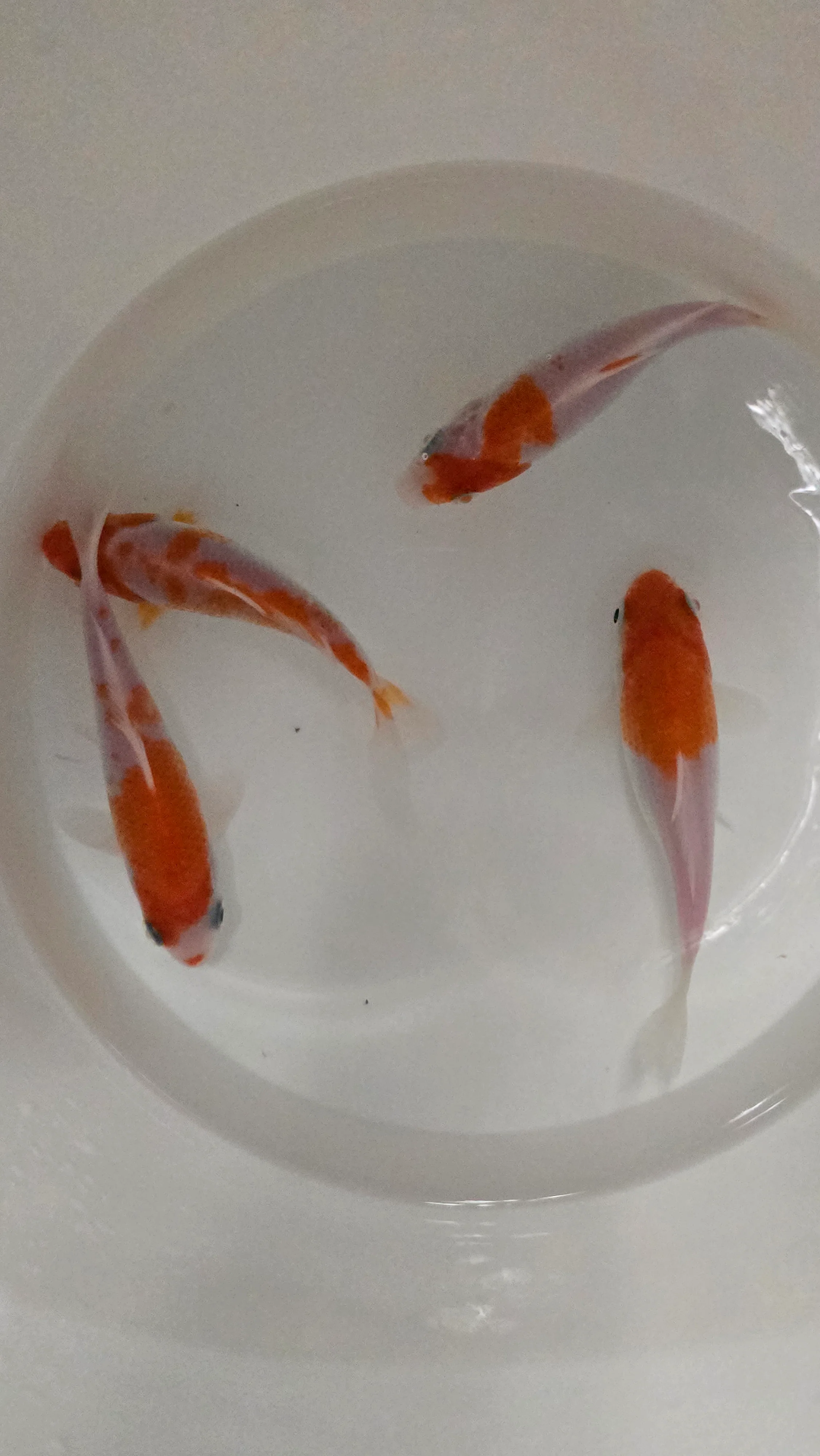 Red and white koi - Image 2