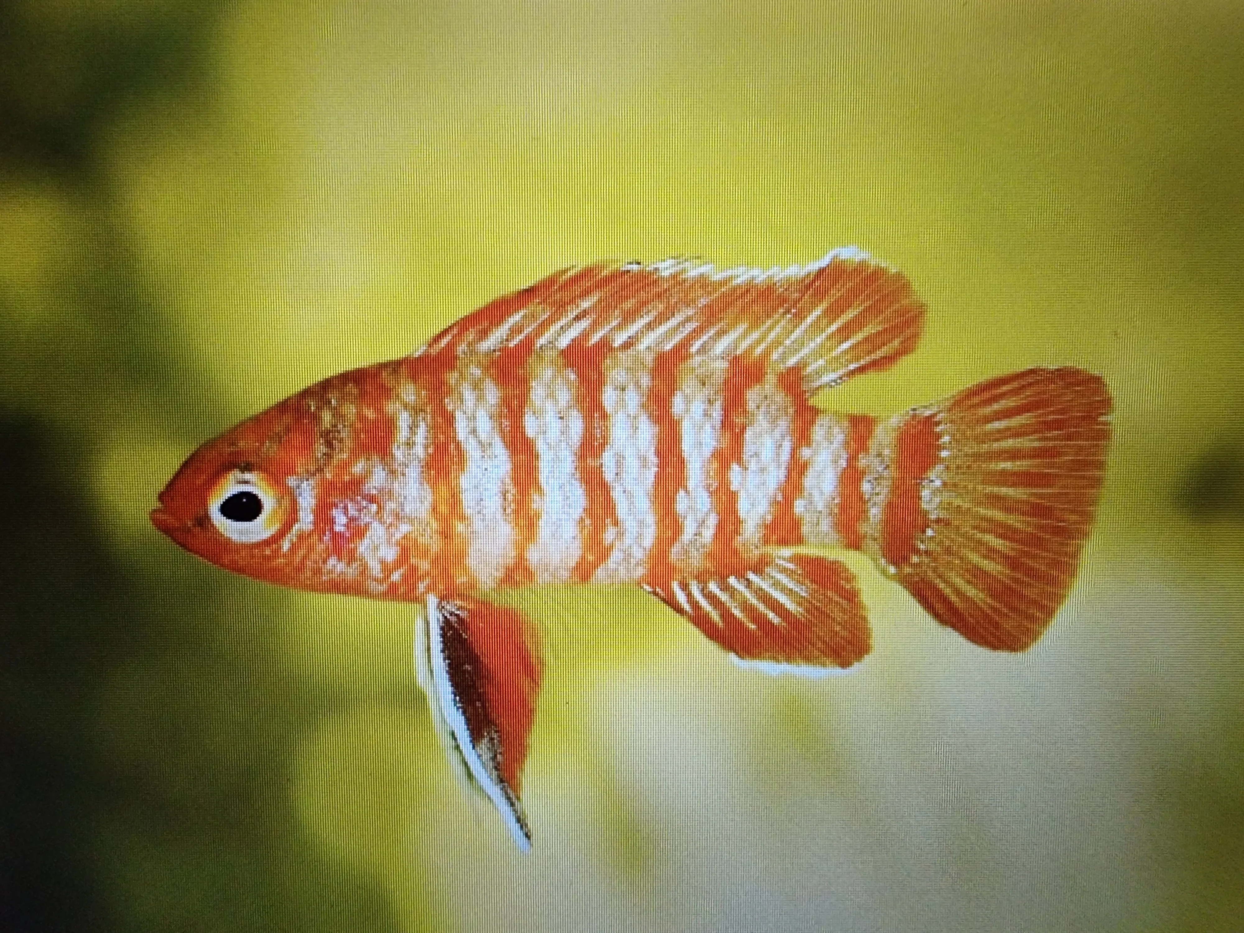Red badis 1.5cm - Image 2