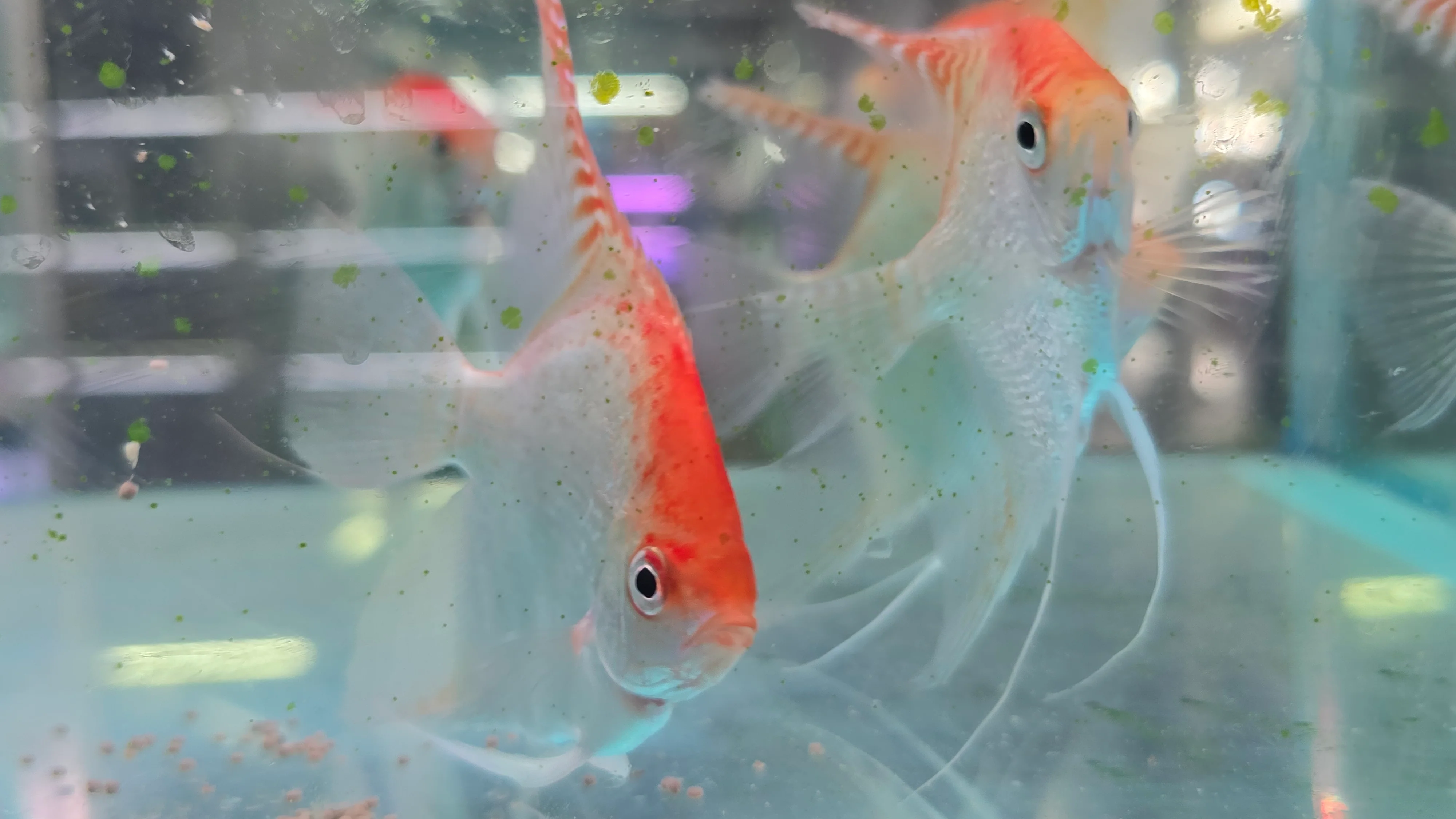 Red cap angelfish 6-7cm - Image 2