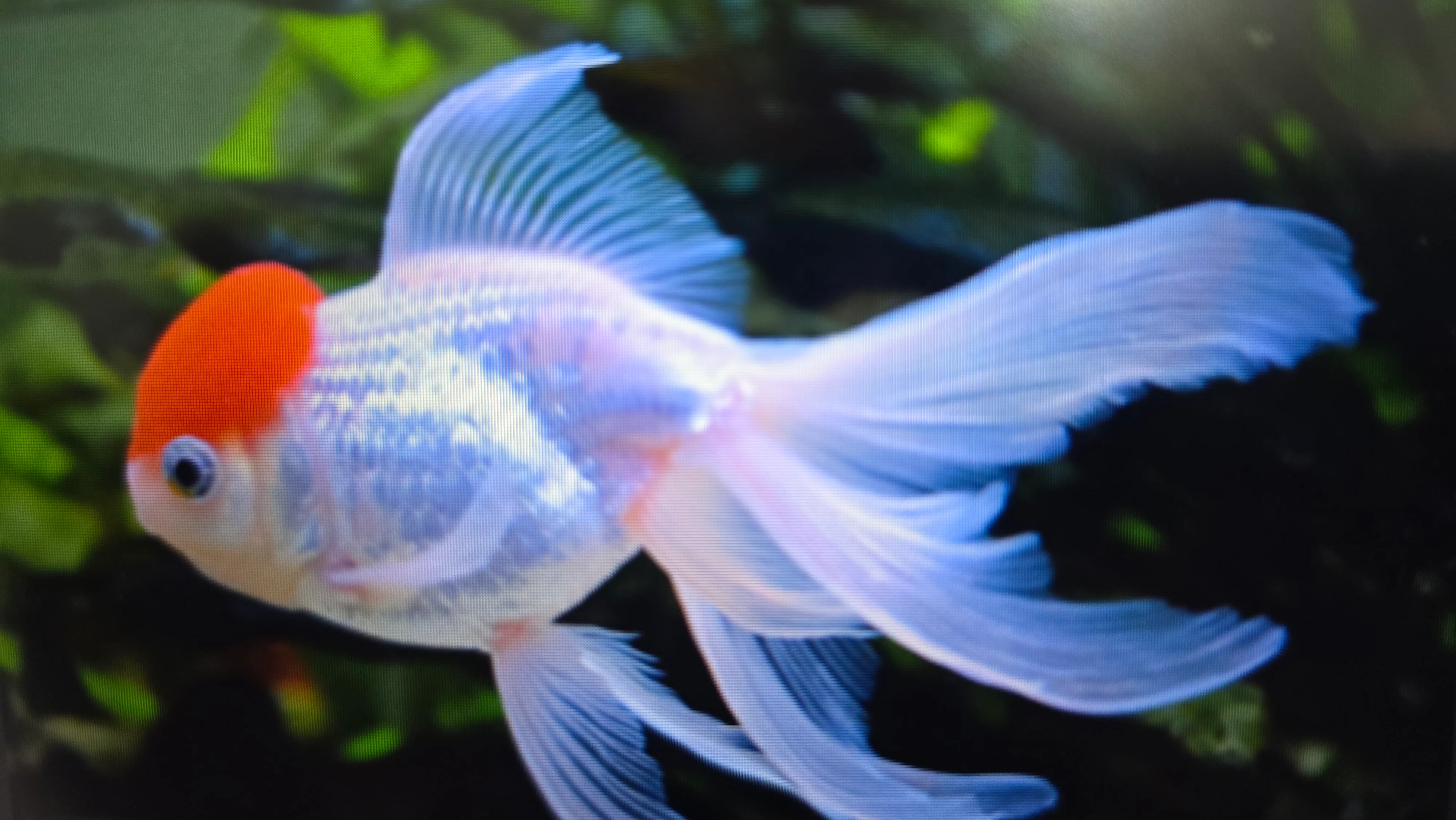 Red cap Oranda Goldfish - Image 2