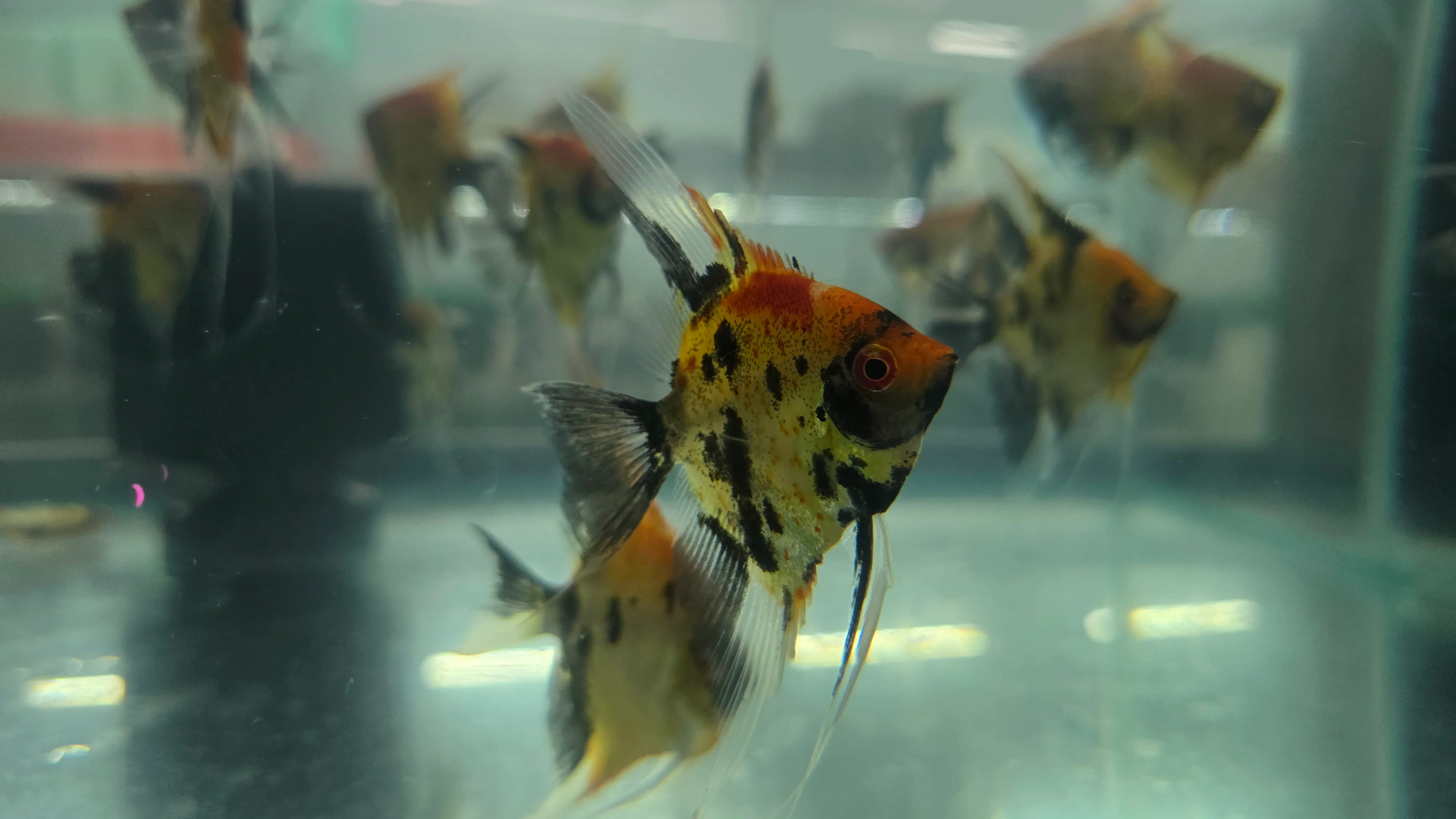 Red devil angelfish 4-5cm - Image 2