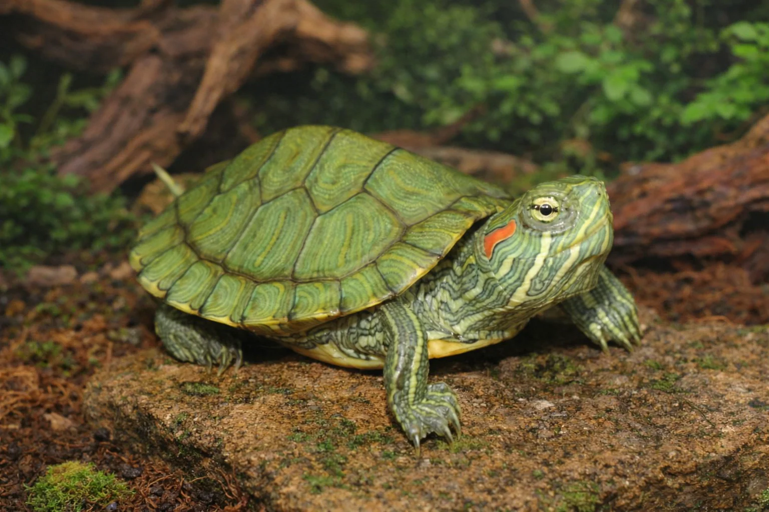 Red ear slider terrapin 4-5cm