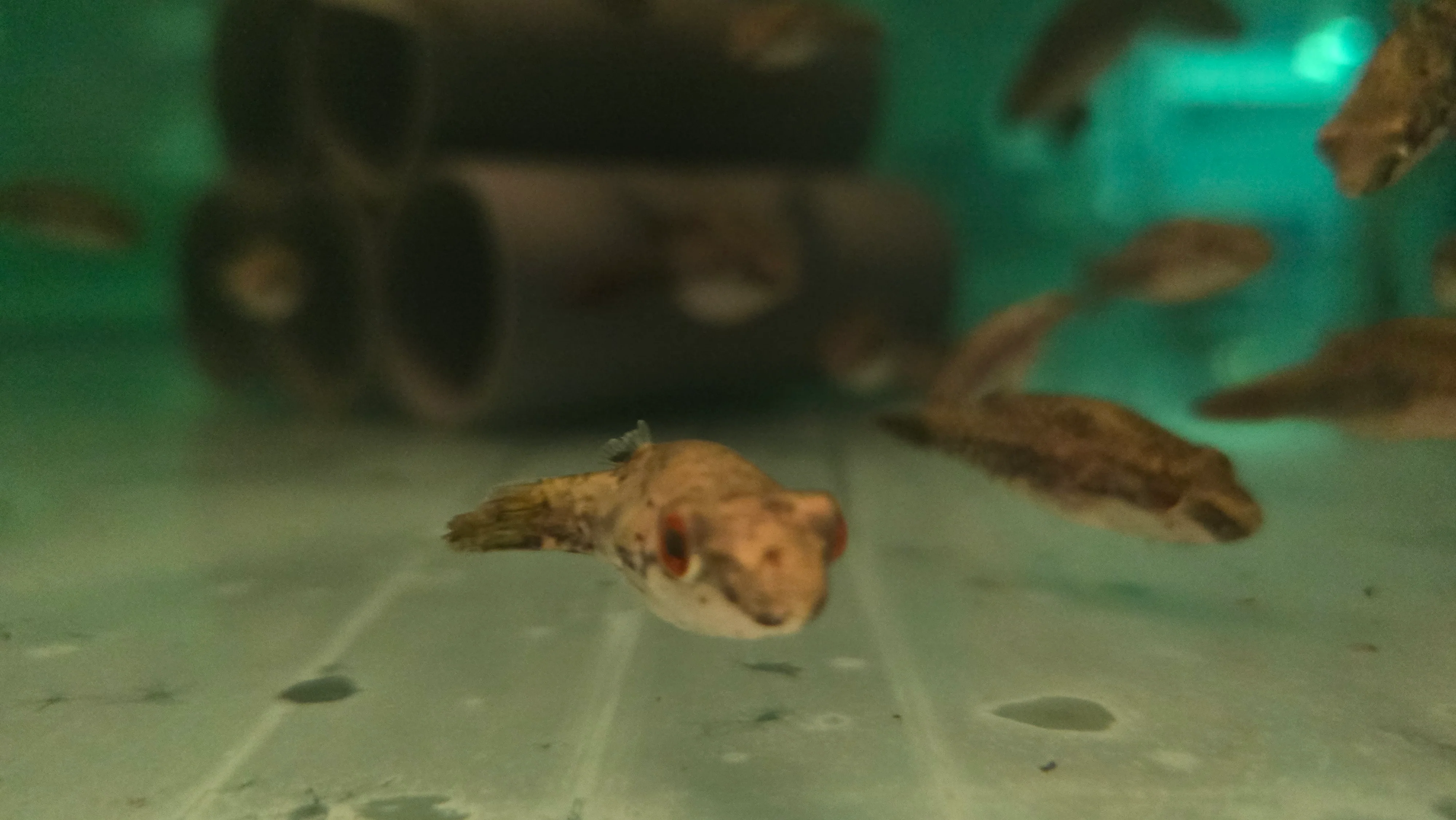 Red eyed puffer 4-6cm