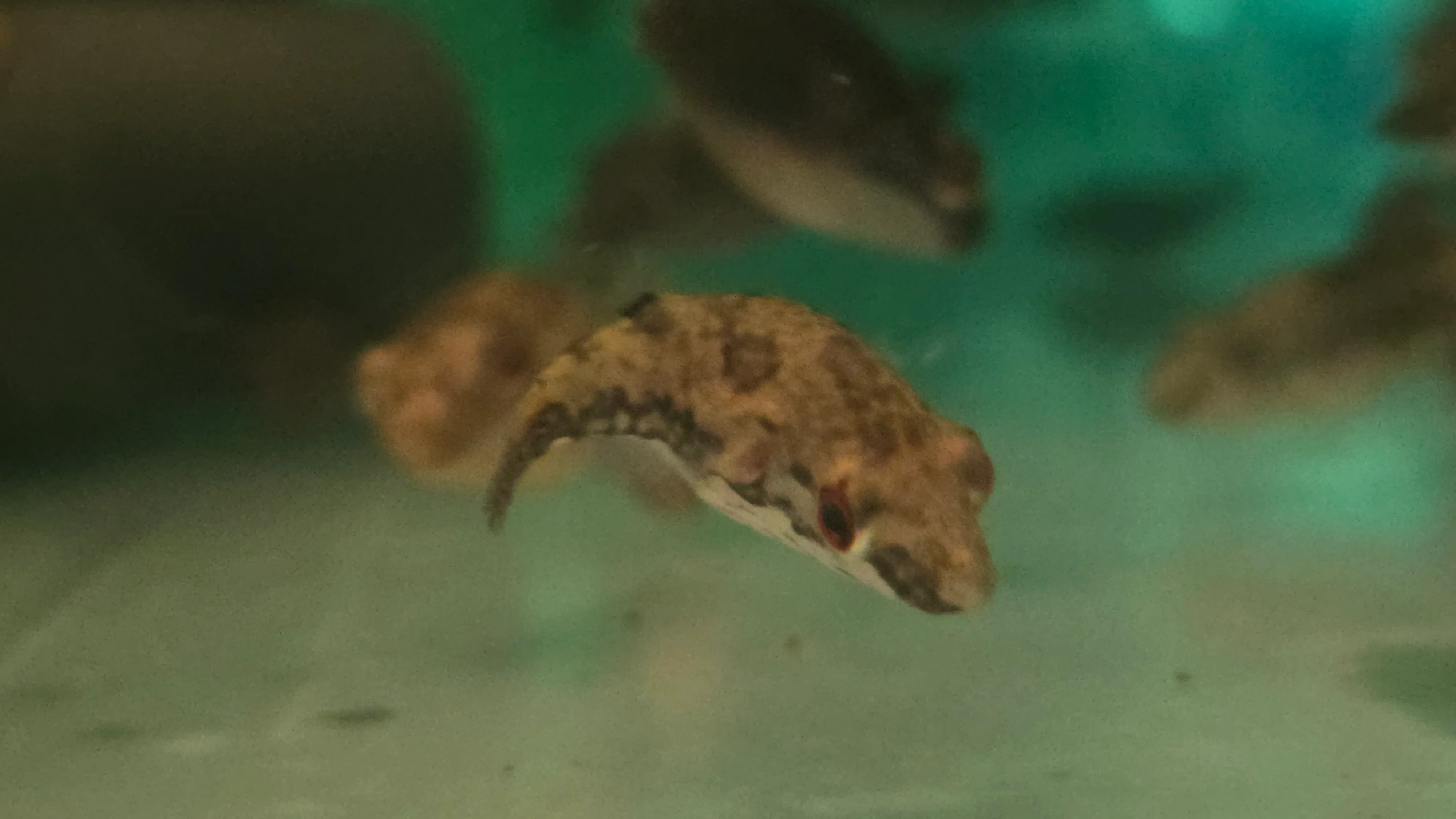 Red eyed puffer 4-6cm - Image 2