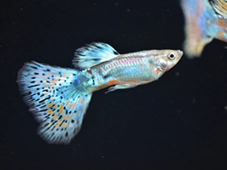 Red grass guppy 2.5cm Pair