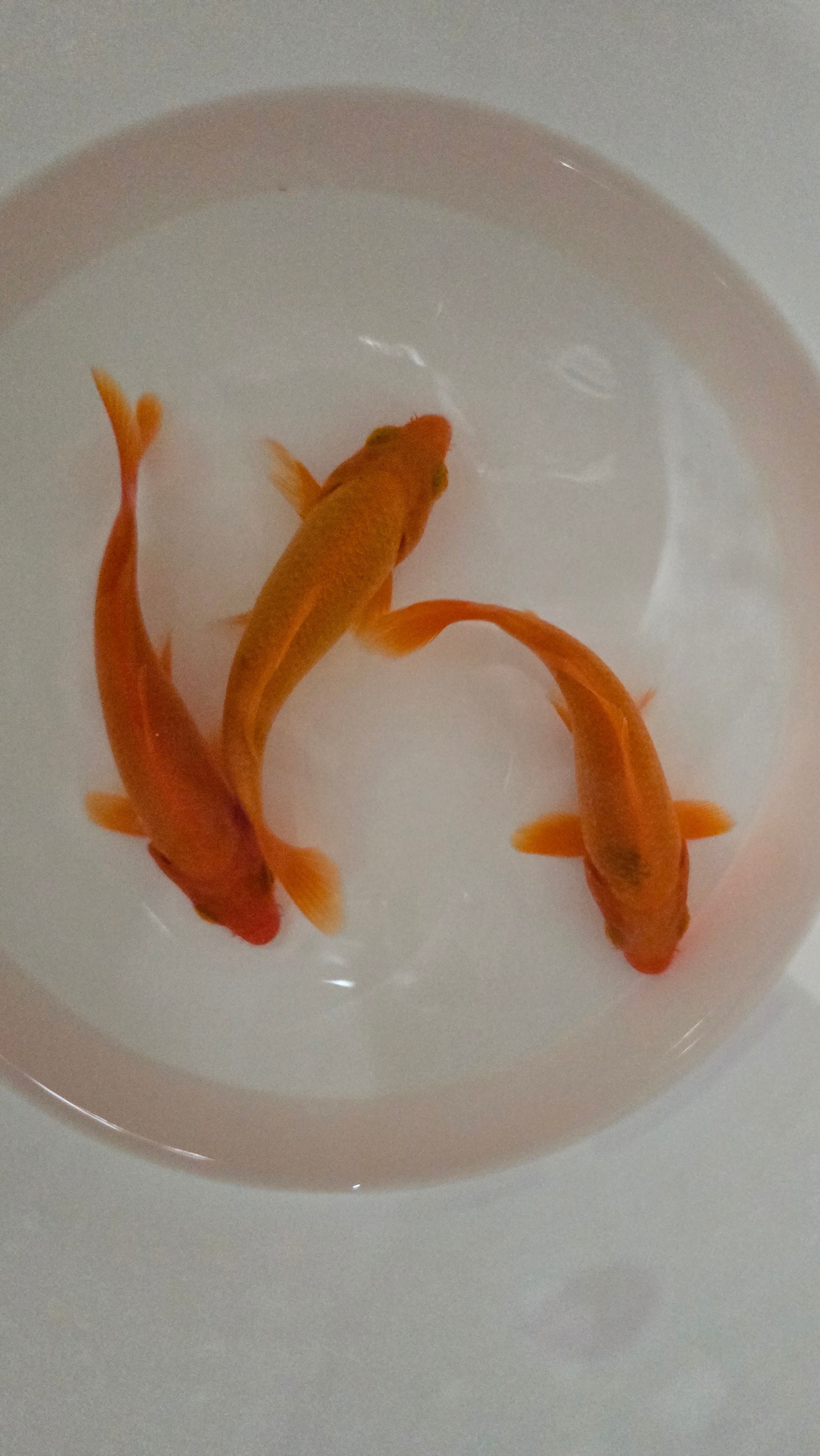 Red koi - Image 2