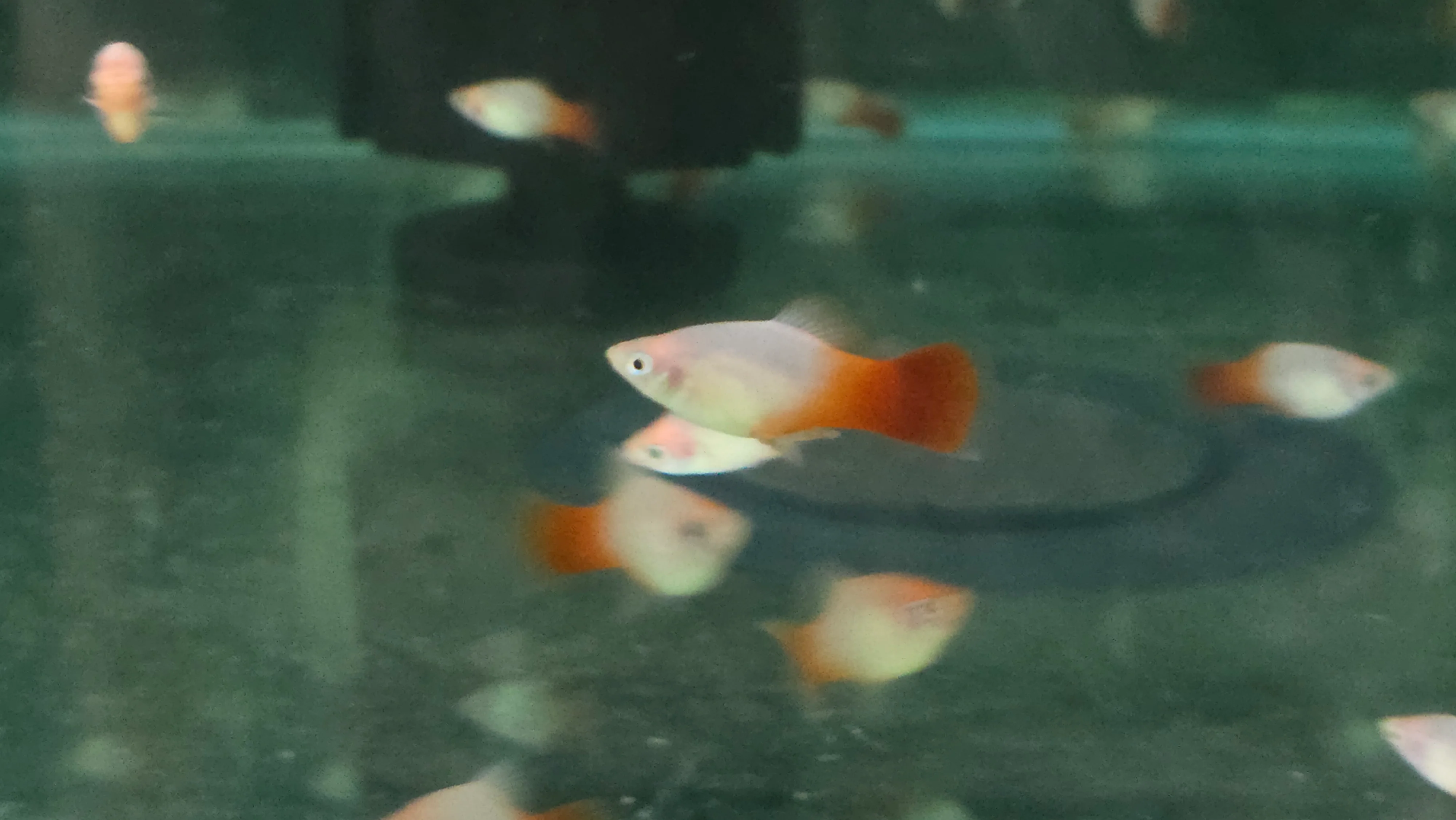 Red Marboro platy 3cm - Image 2