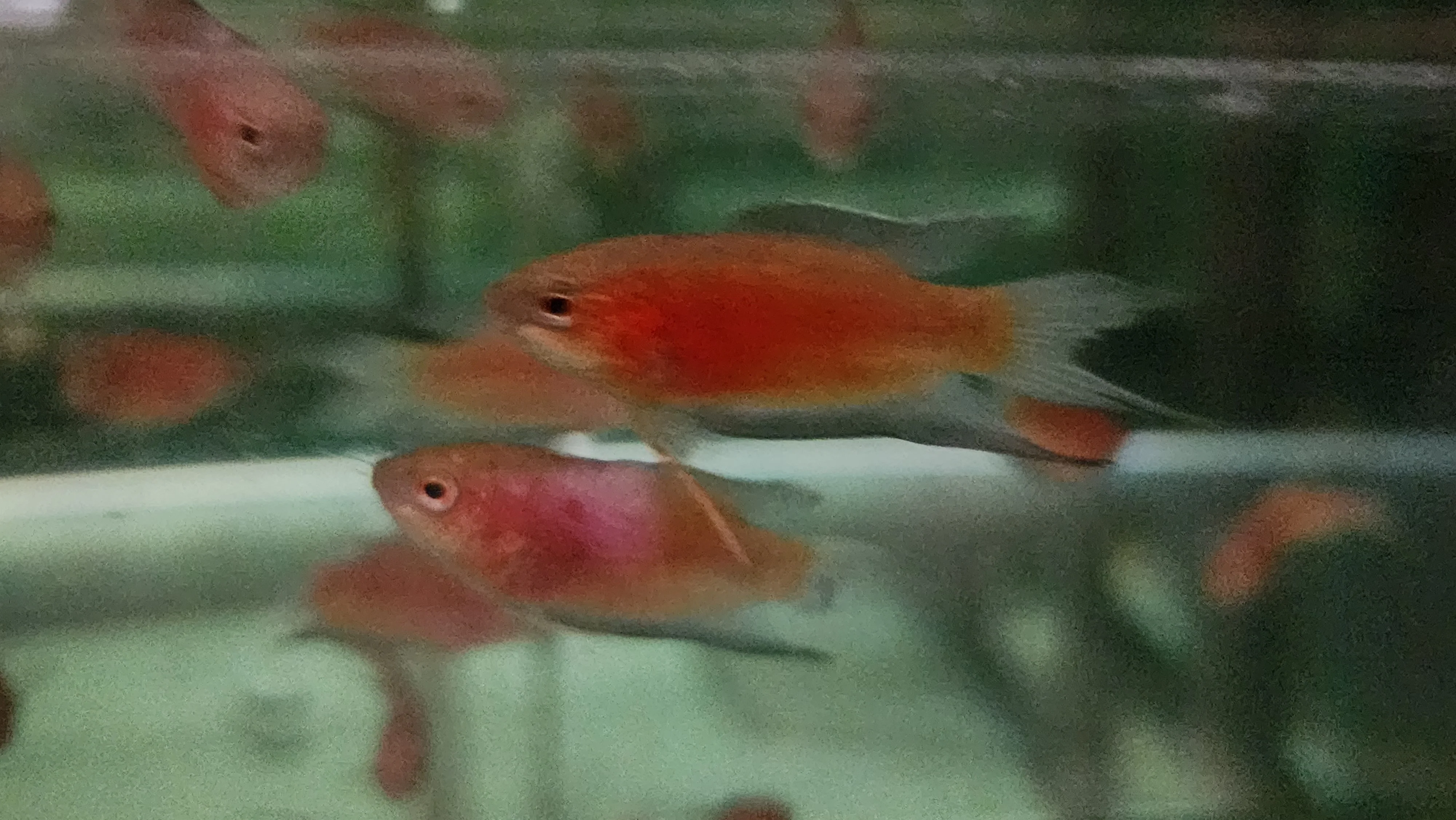 Red paradise fish 4cm - Image 2