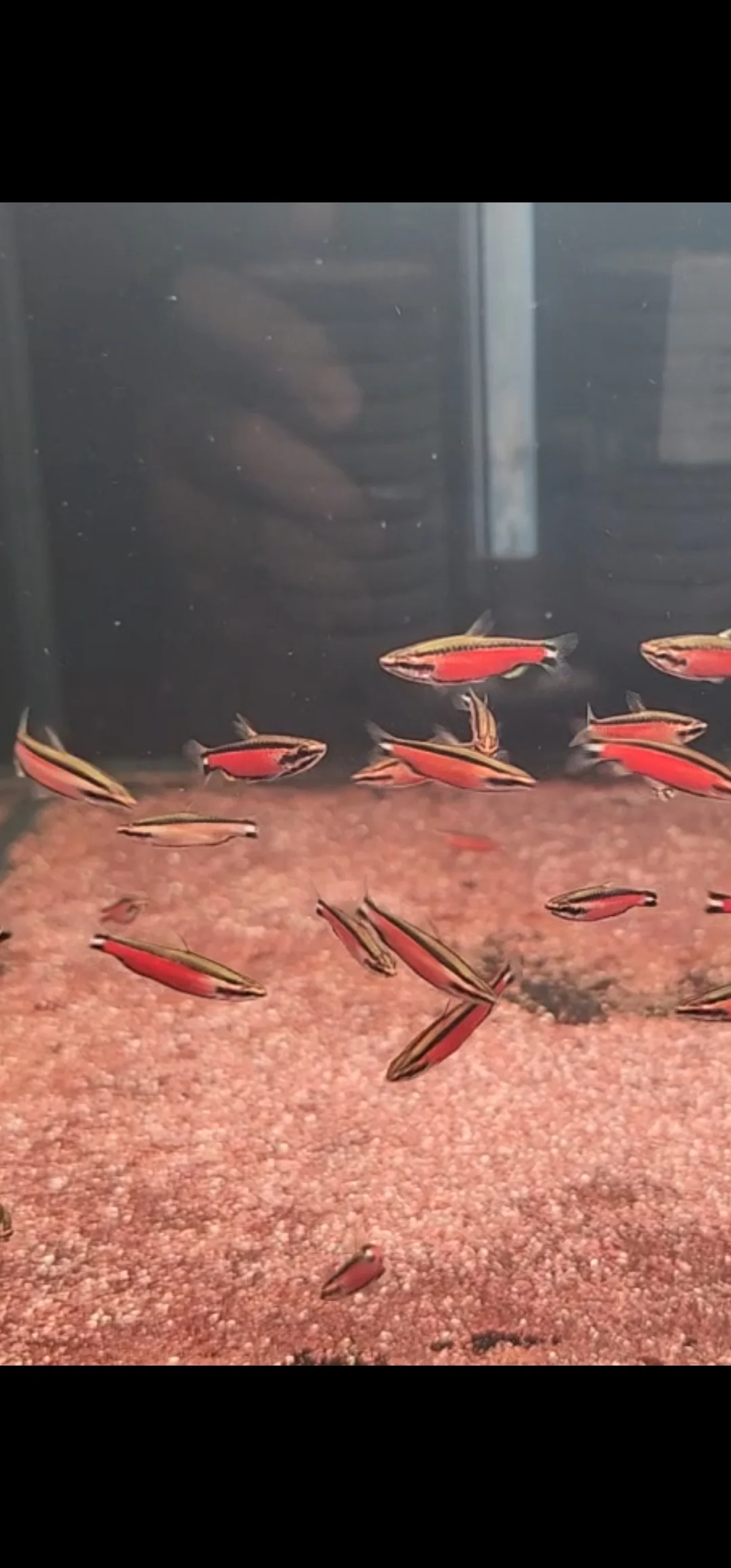 Red Pencil "Cenepa" 3cm