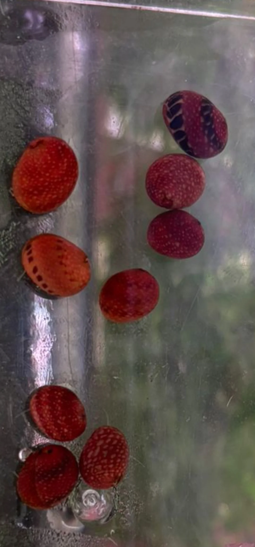 Red pumpkin snail 1cm