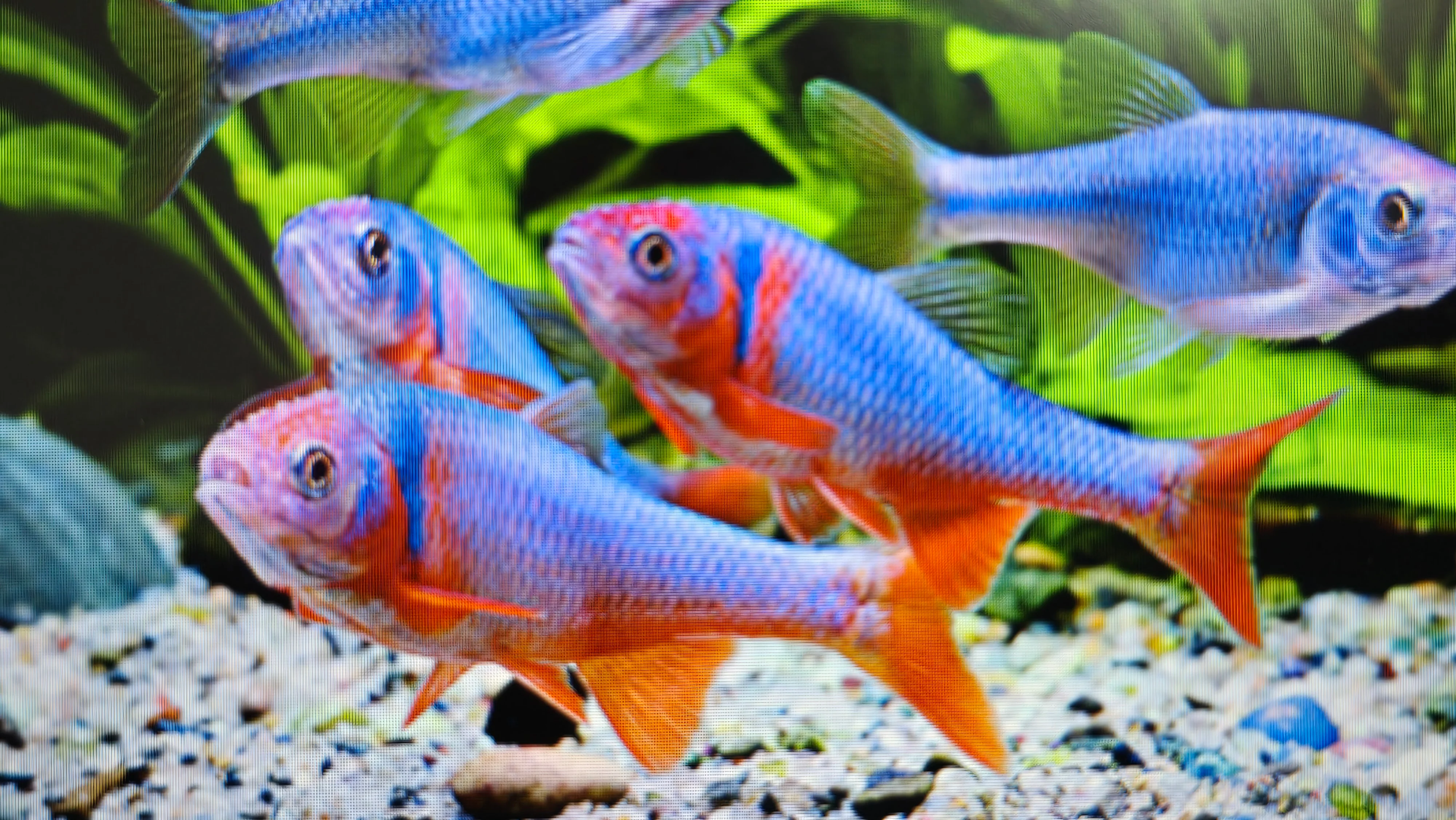 Red shiner male 5cm