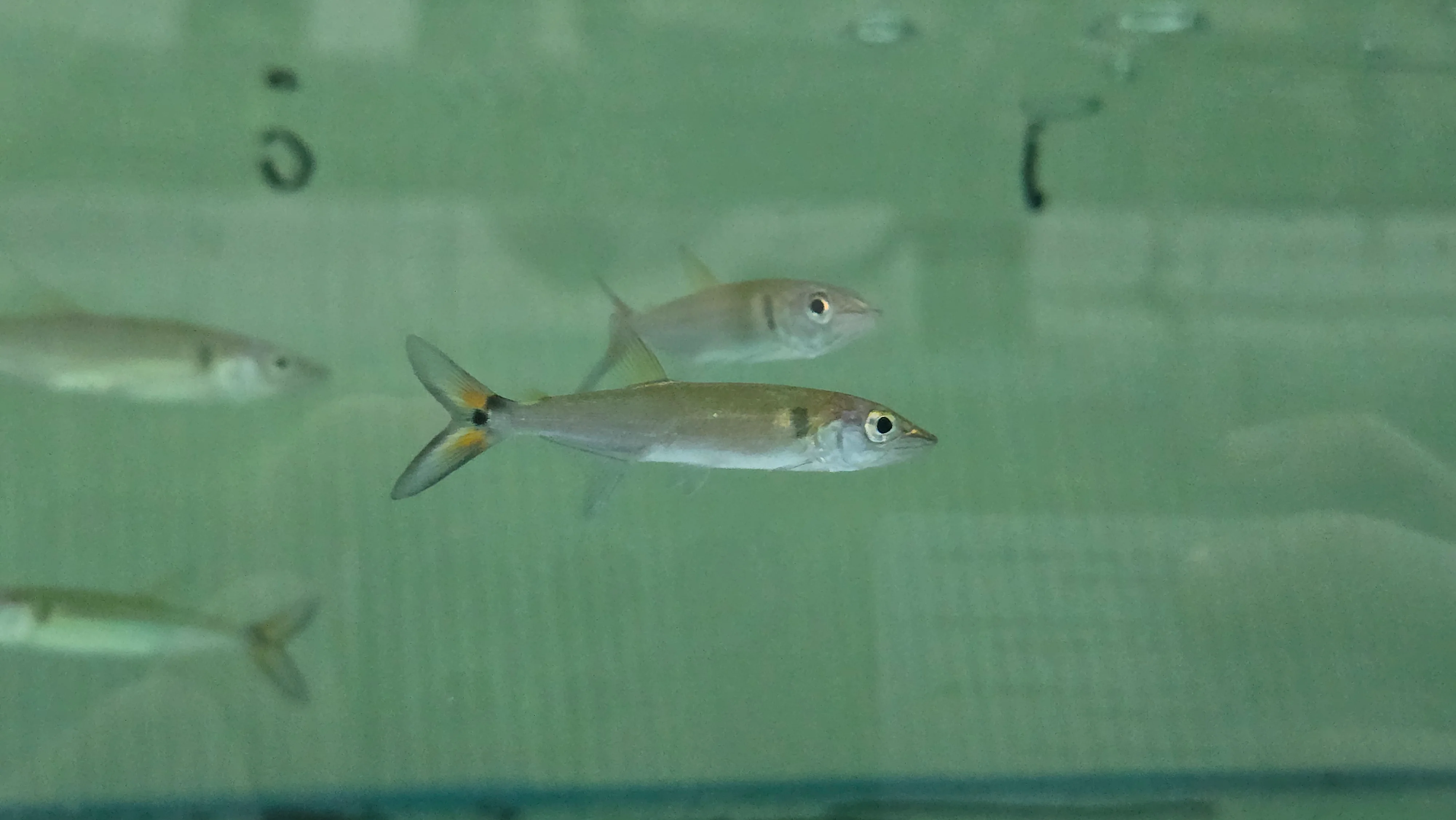 Red tail barracuda 5-6cm