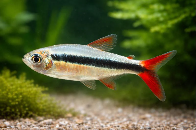 Red tail penguin tetra 2.5cm