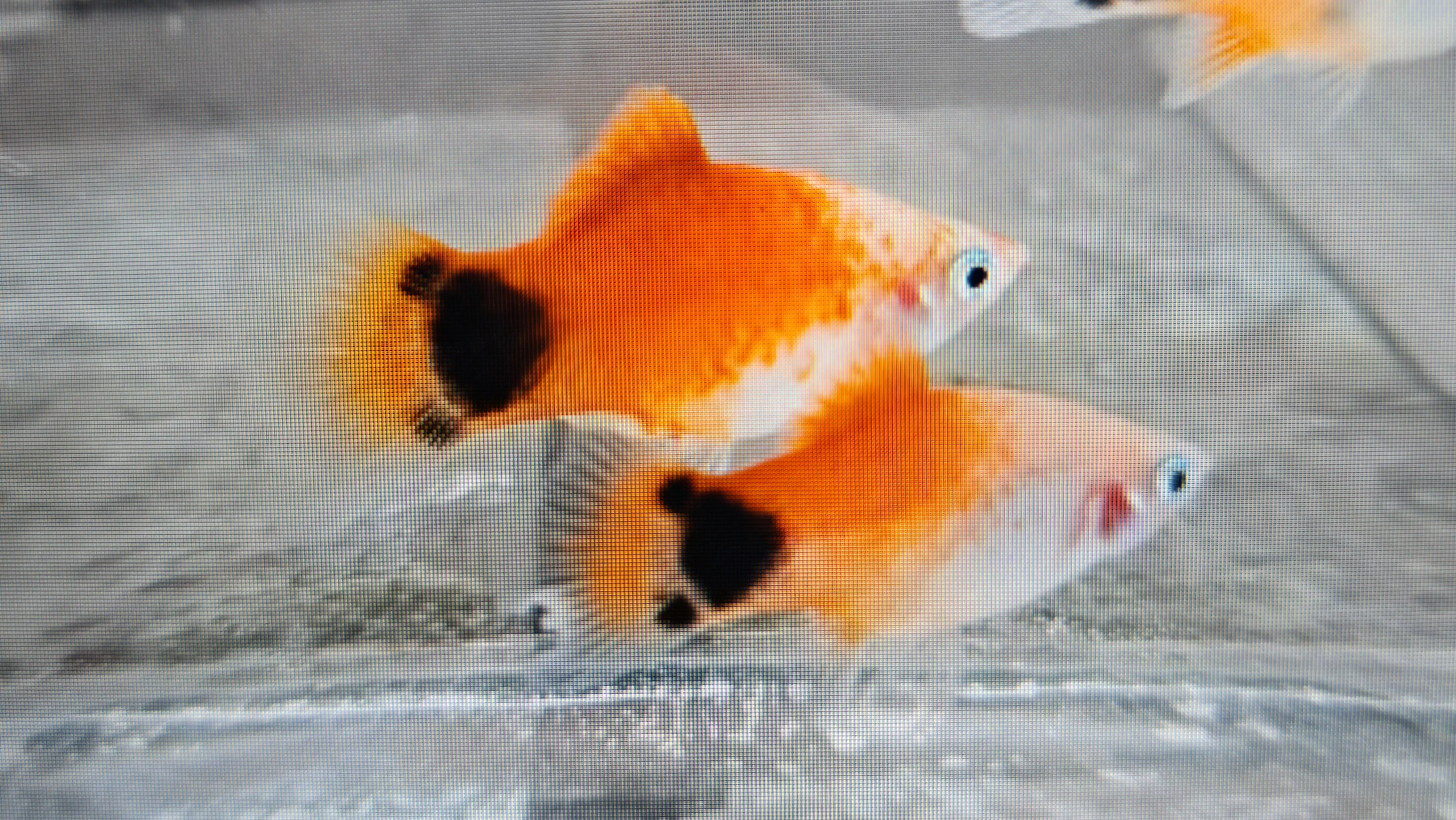 Red white mickey mouse platy 3cm