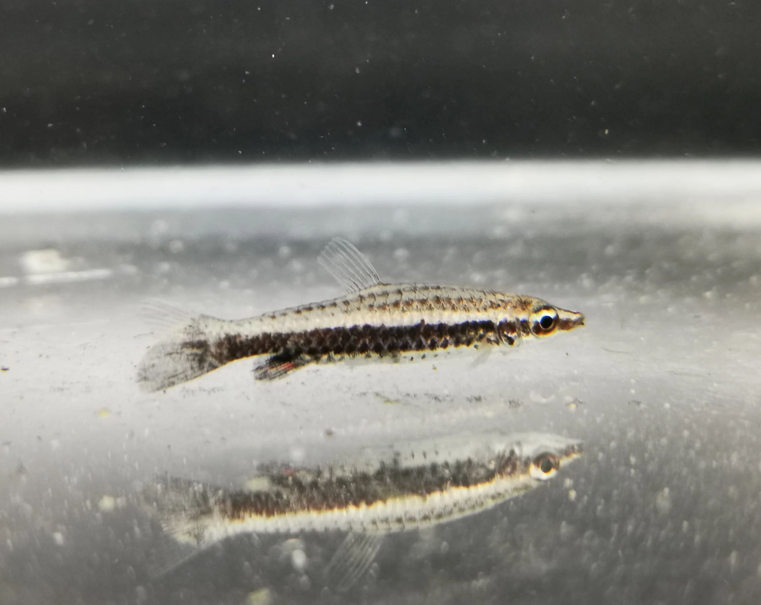Rocket pencilfish 3cm - Image 2