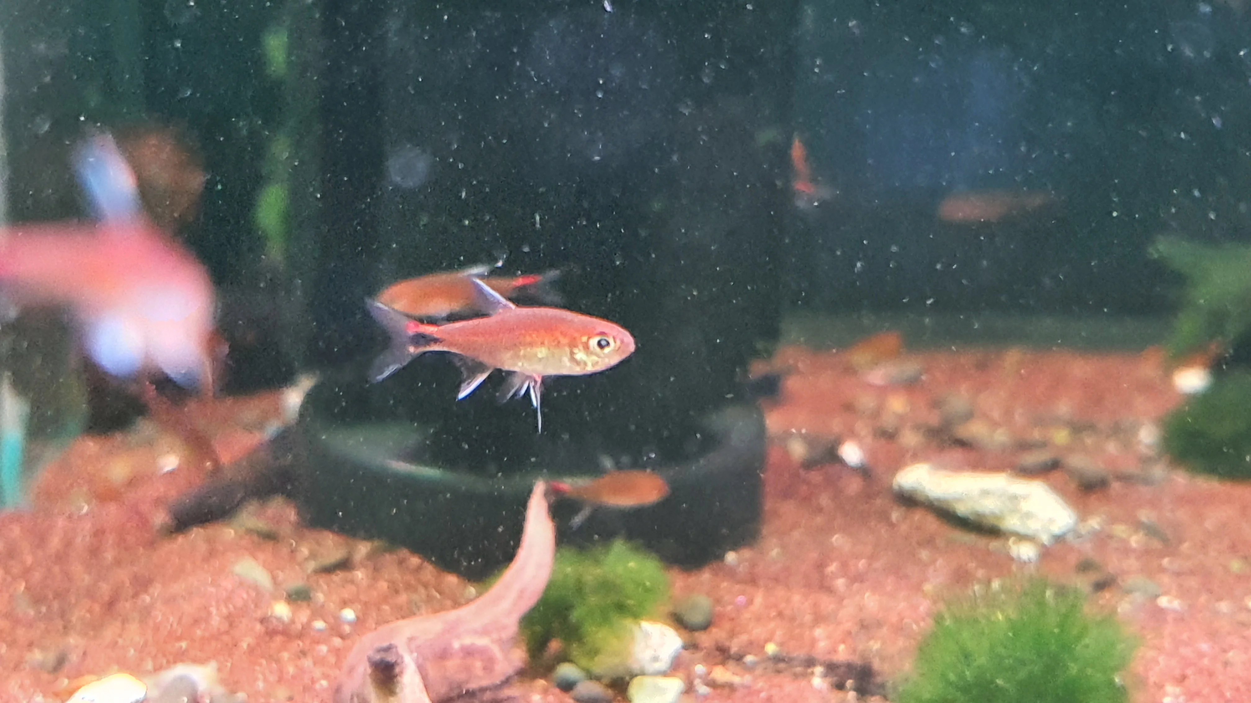 Ruby tetra 1.2cm - Image 2