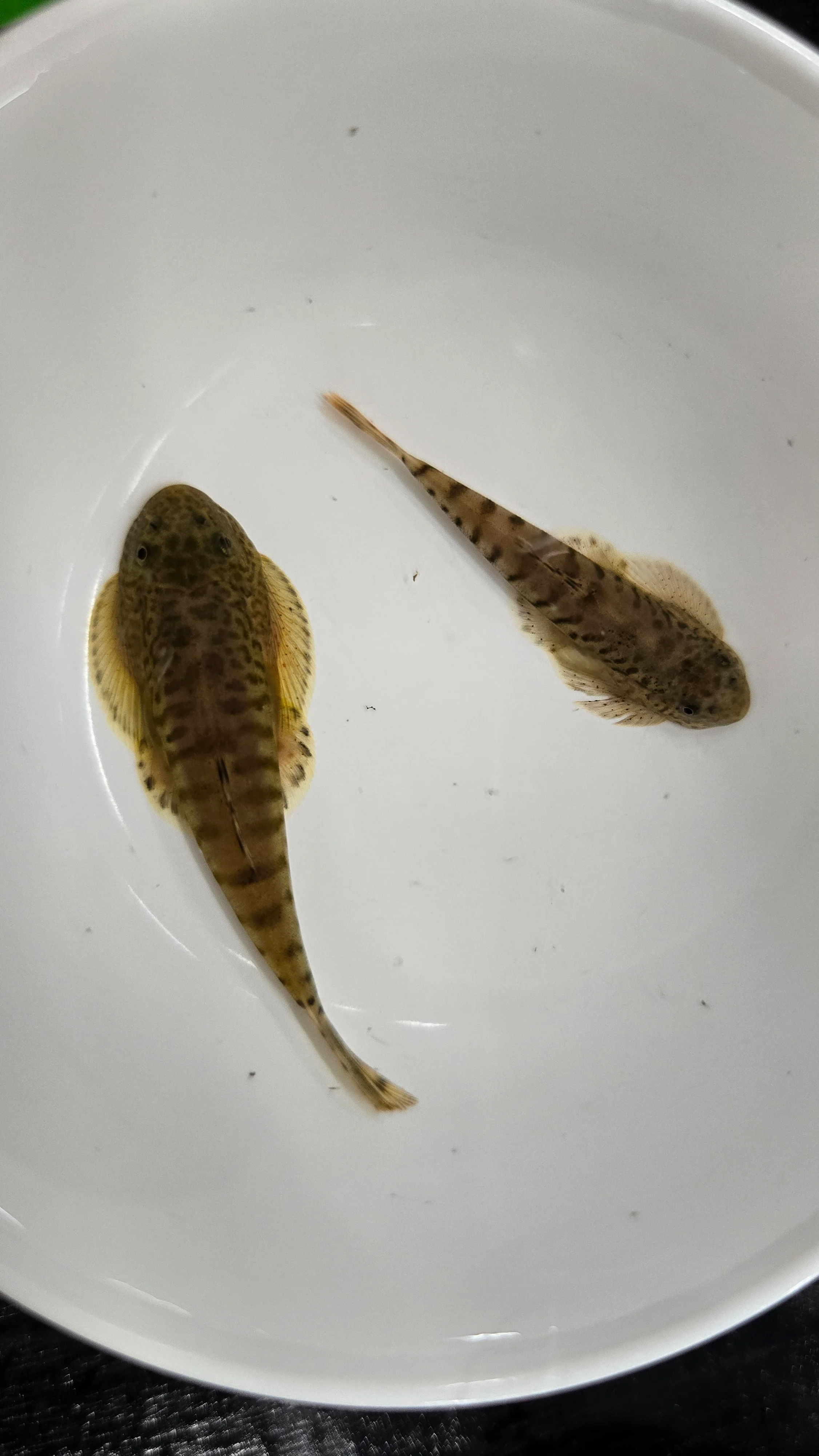 Sewelia breviventralis 4-6cm - Image 2