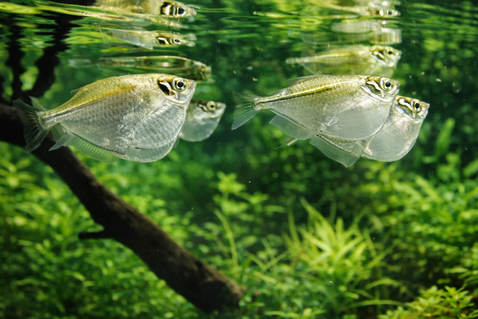 Silver hatchetfish 3-4cm