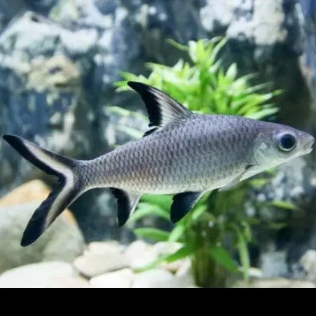 Silver Shark 5cm
