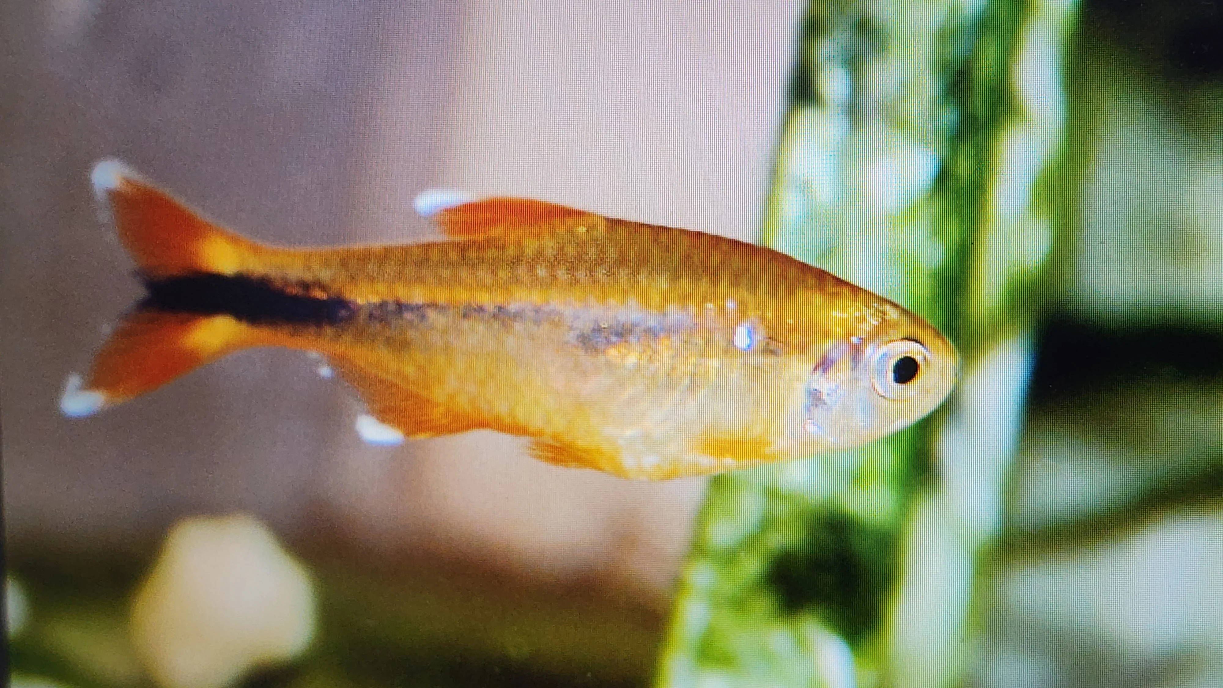 Silver tip tetra 3cm