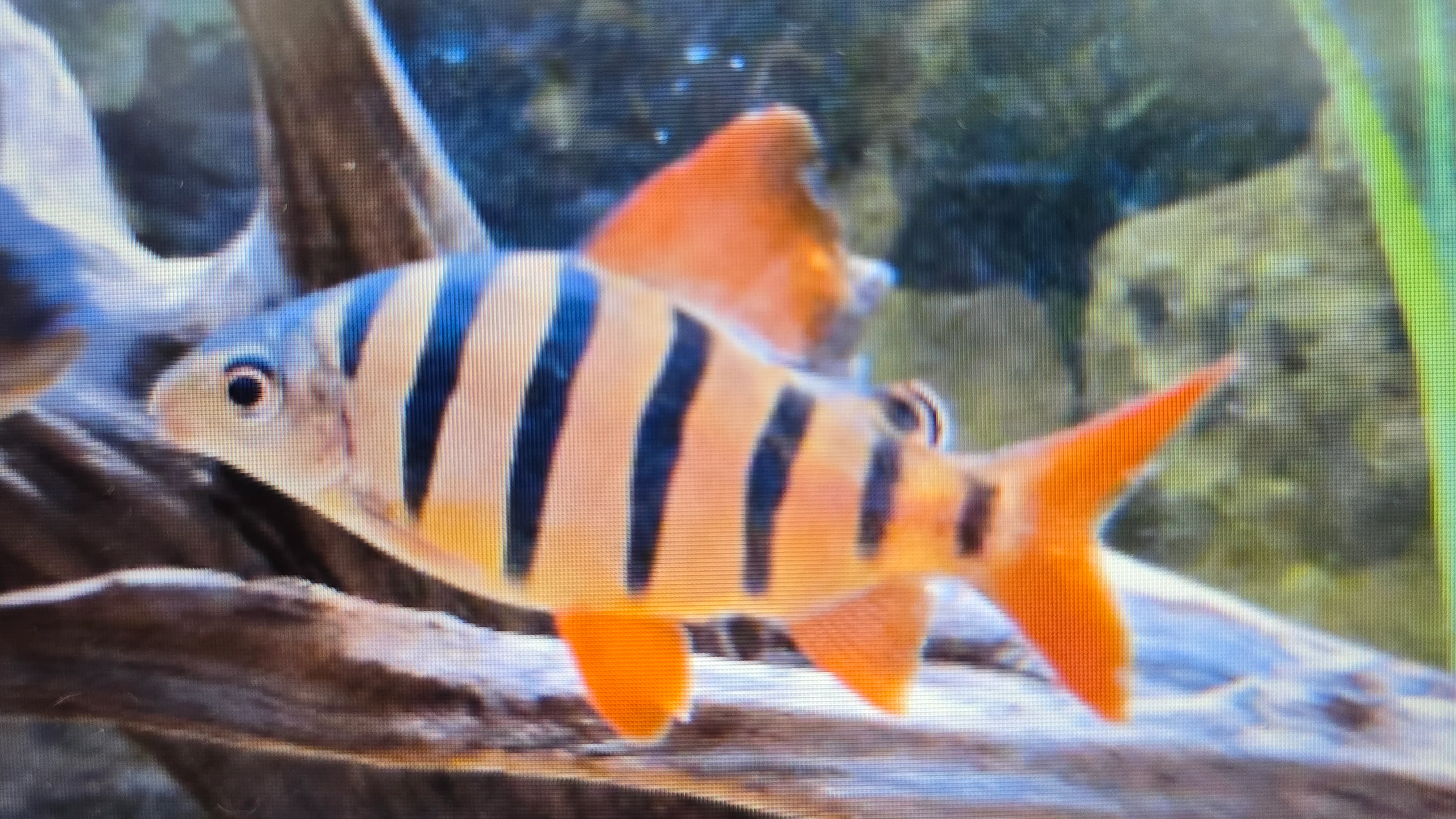 Six banded distichodus 4-5cm