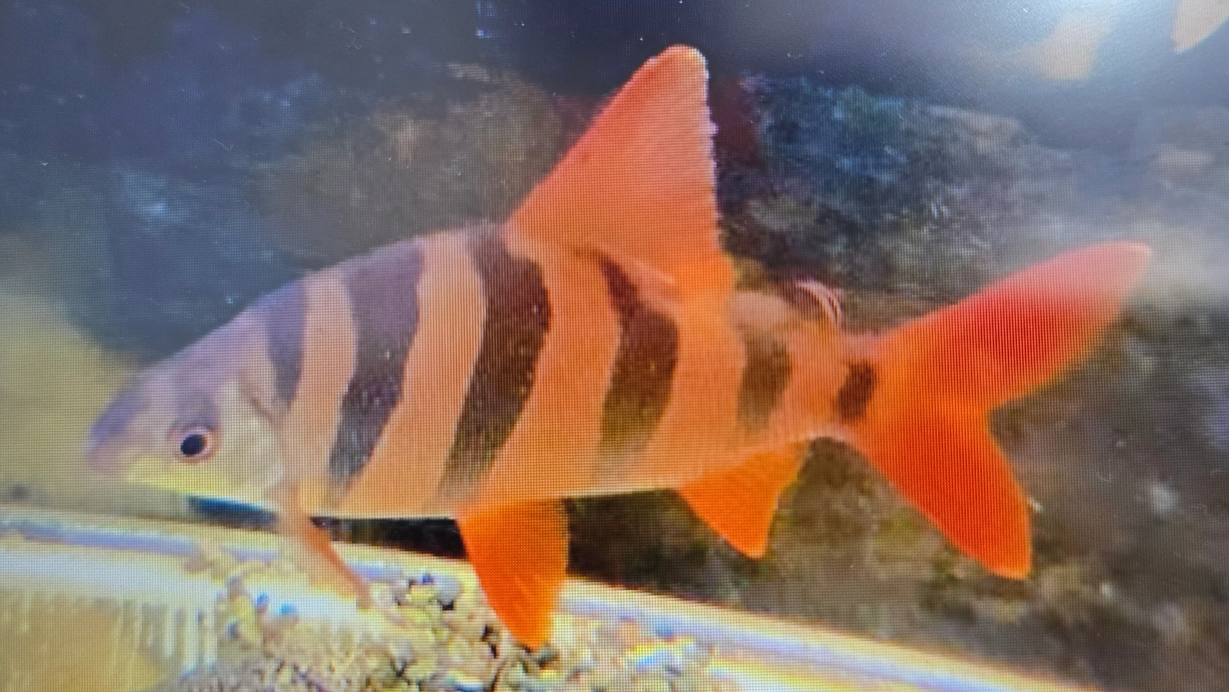 Six banded distichodus 4-5cm - Image 2