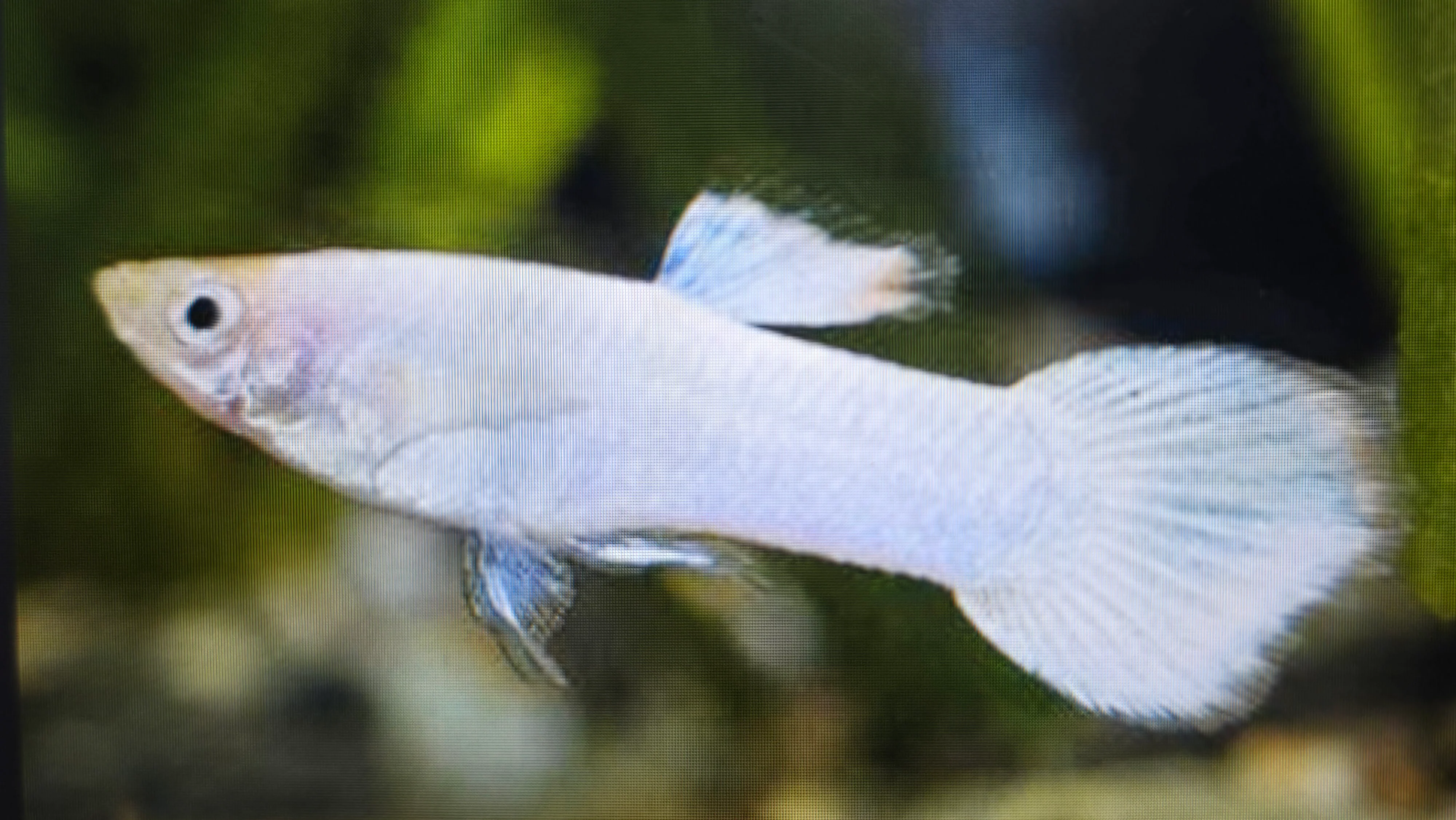 Snow white guppy male 2.5cm