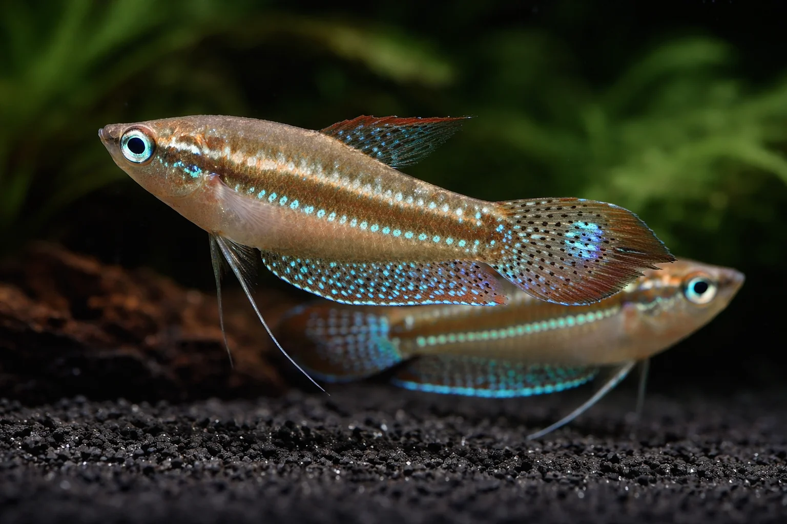 Sparkling Gourami (2cm)