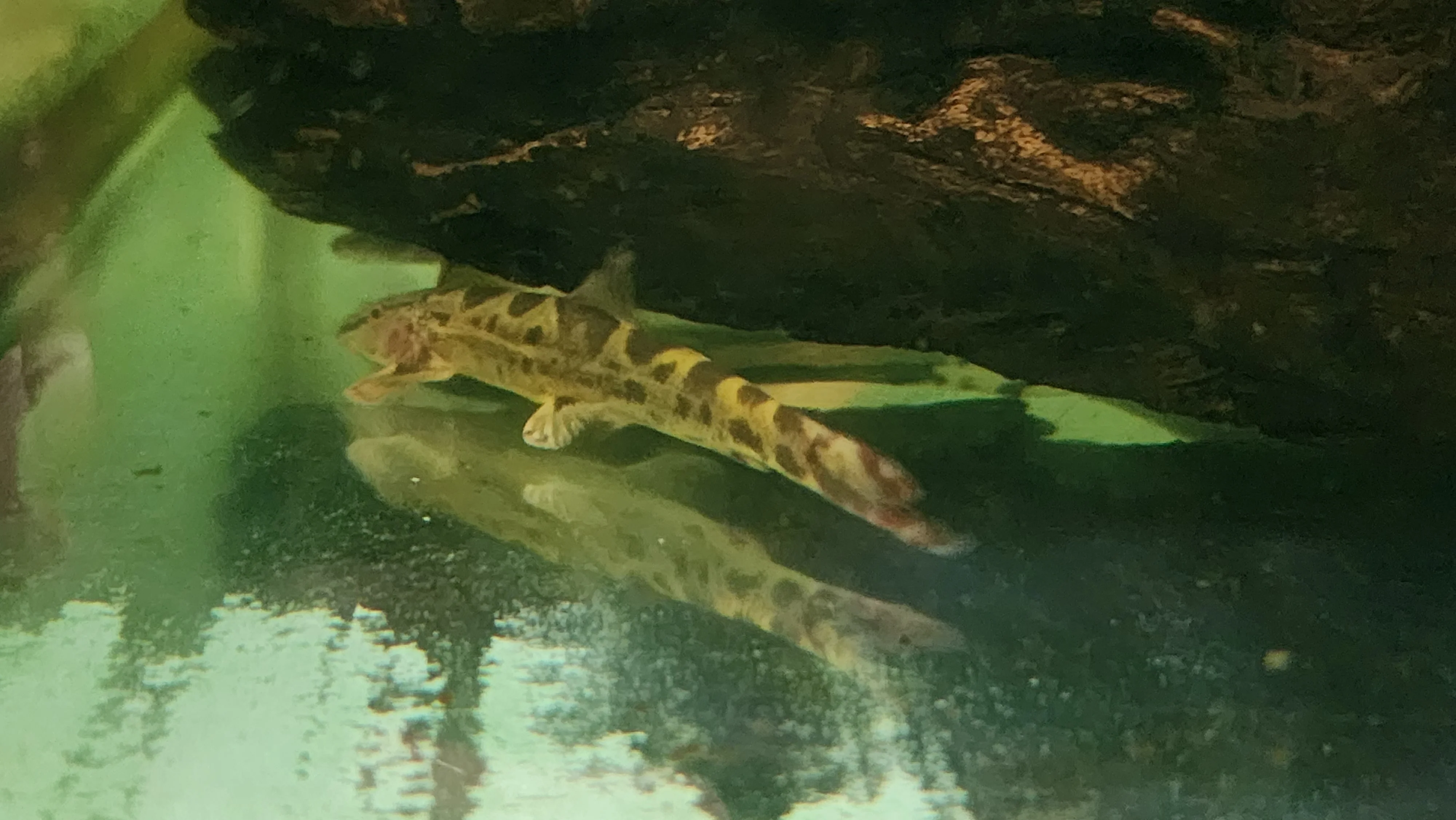 Spotted hillstream loach 7-8cm - Image 3