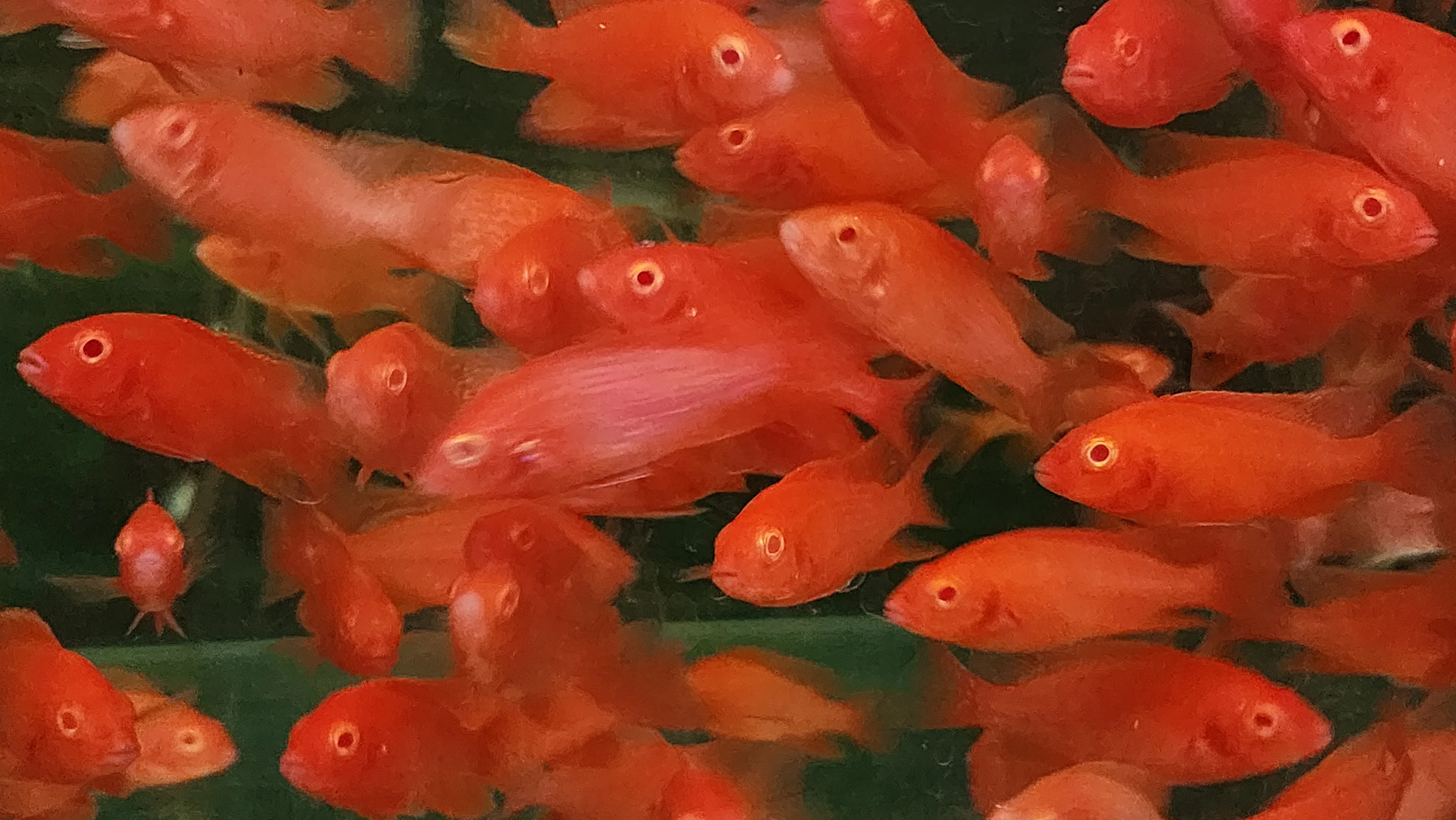 Strawberry peacock cichlid 5-6cm
