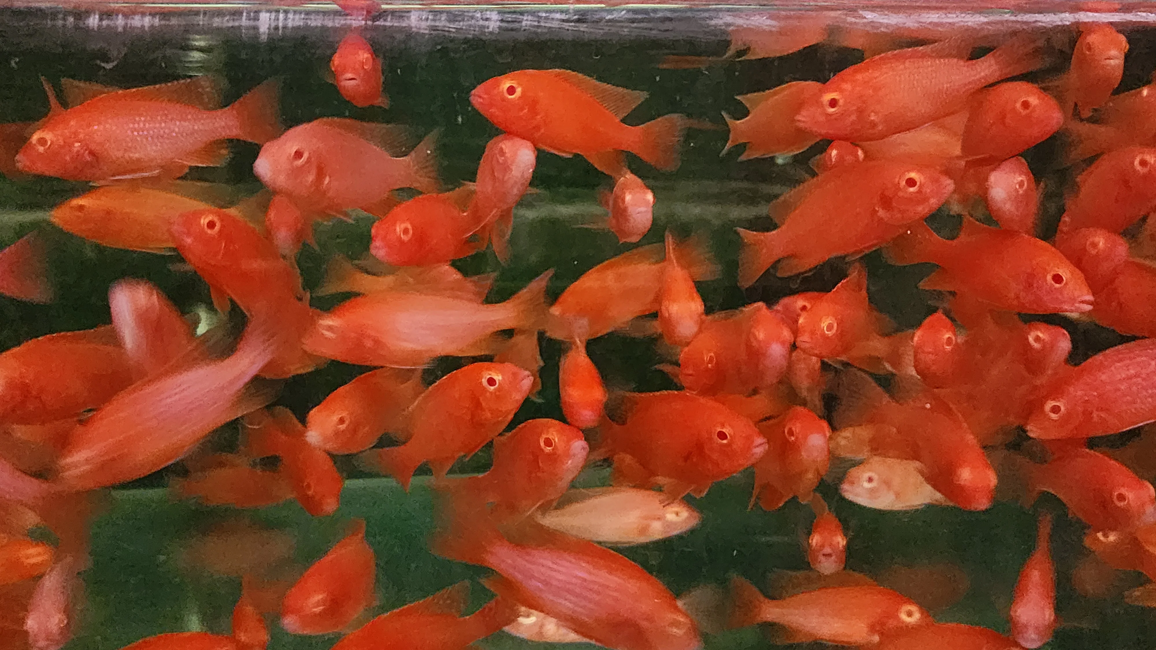 Strawberry peacock cichlid 5-6cm - Image 2
