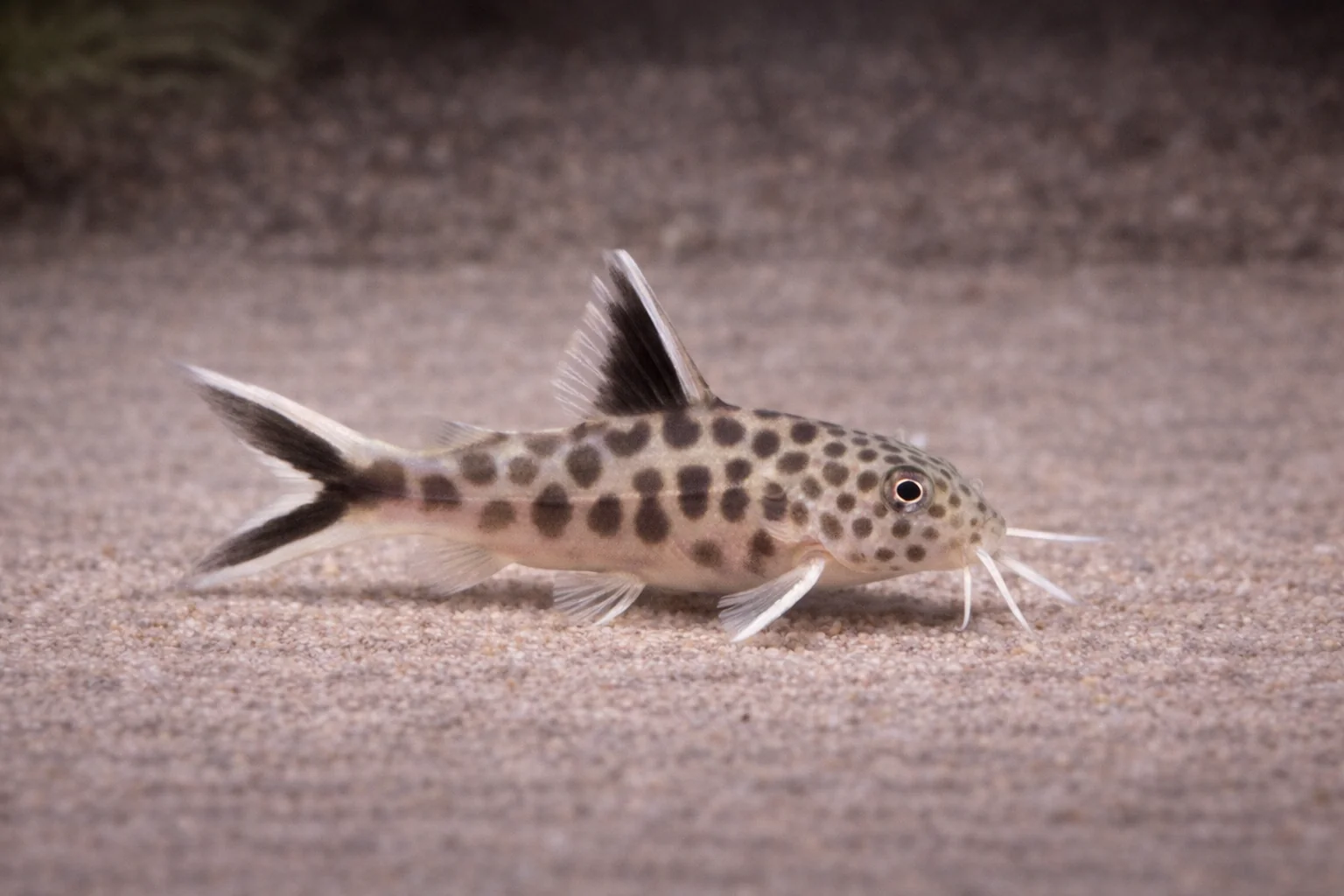 Synodontis Petricola Catfish (2.5cm)