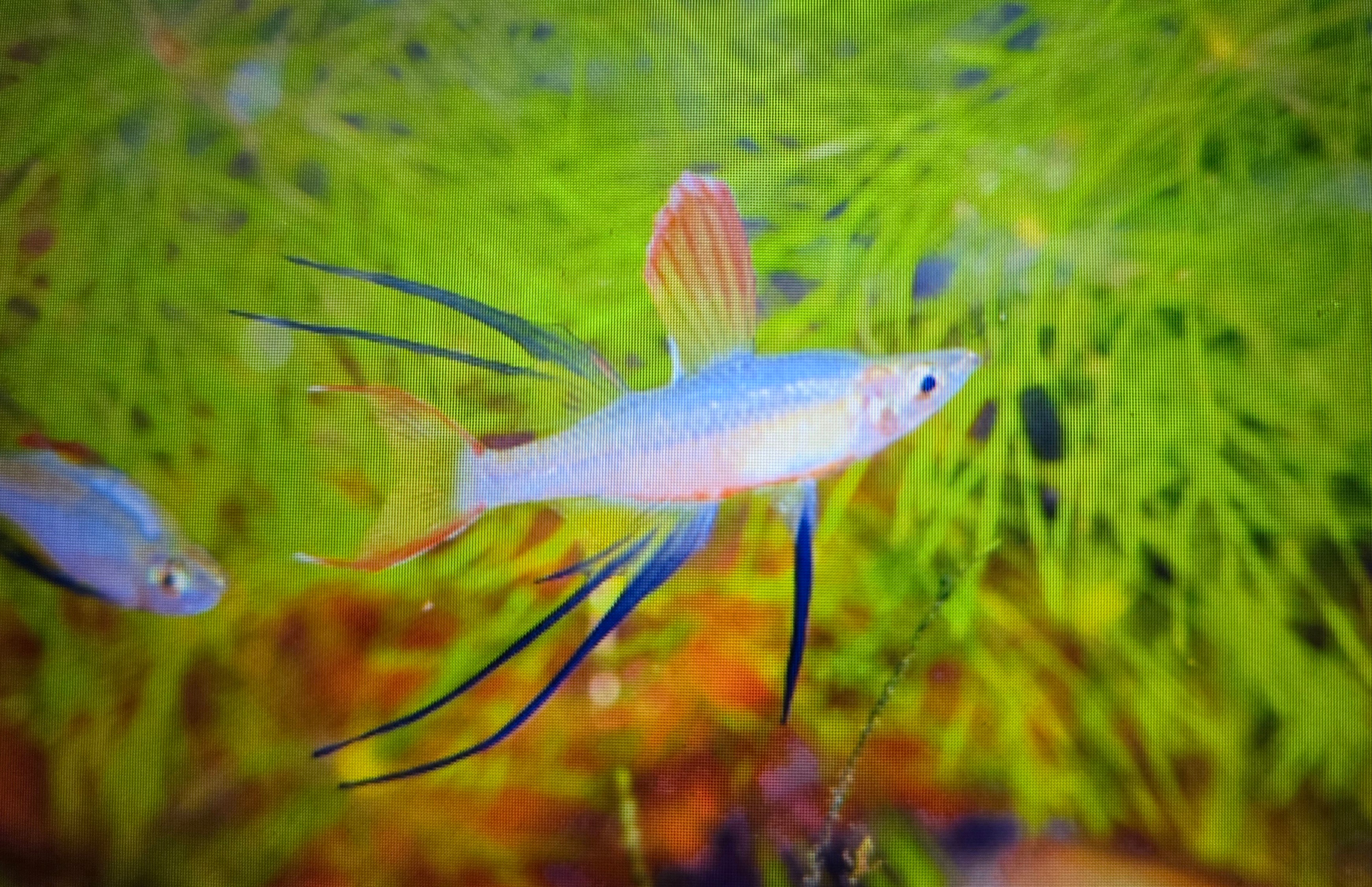 Threadfin rainbow 2.5-3cm