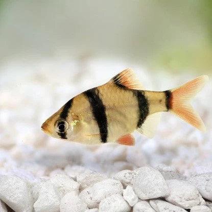 Tiger Barb (3cm)