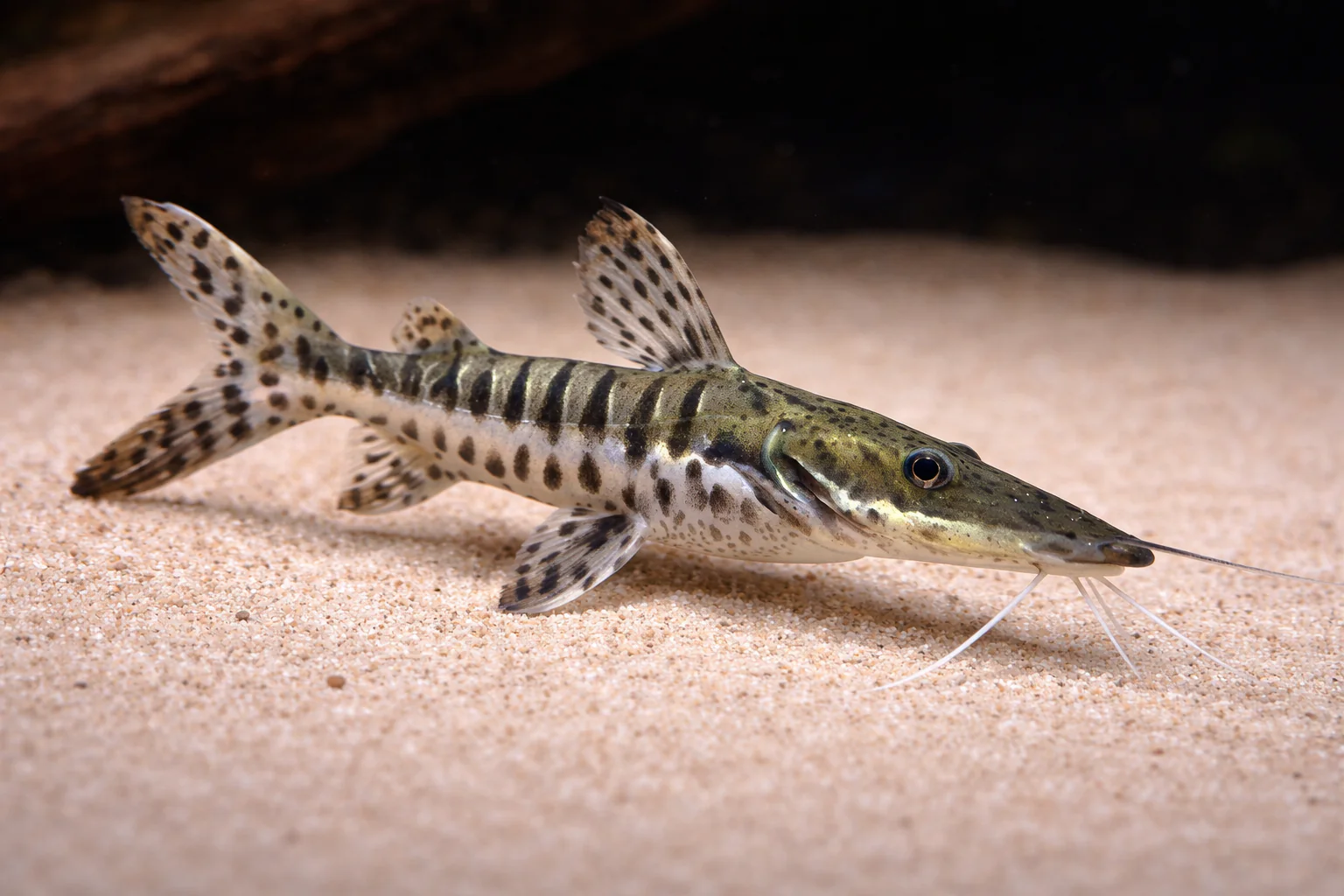 Tiger Shovelnose Catfish (6-7cm)