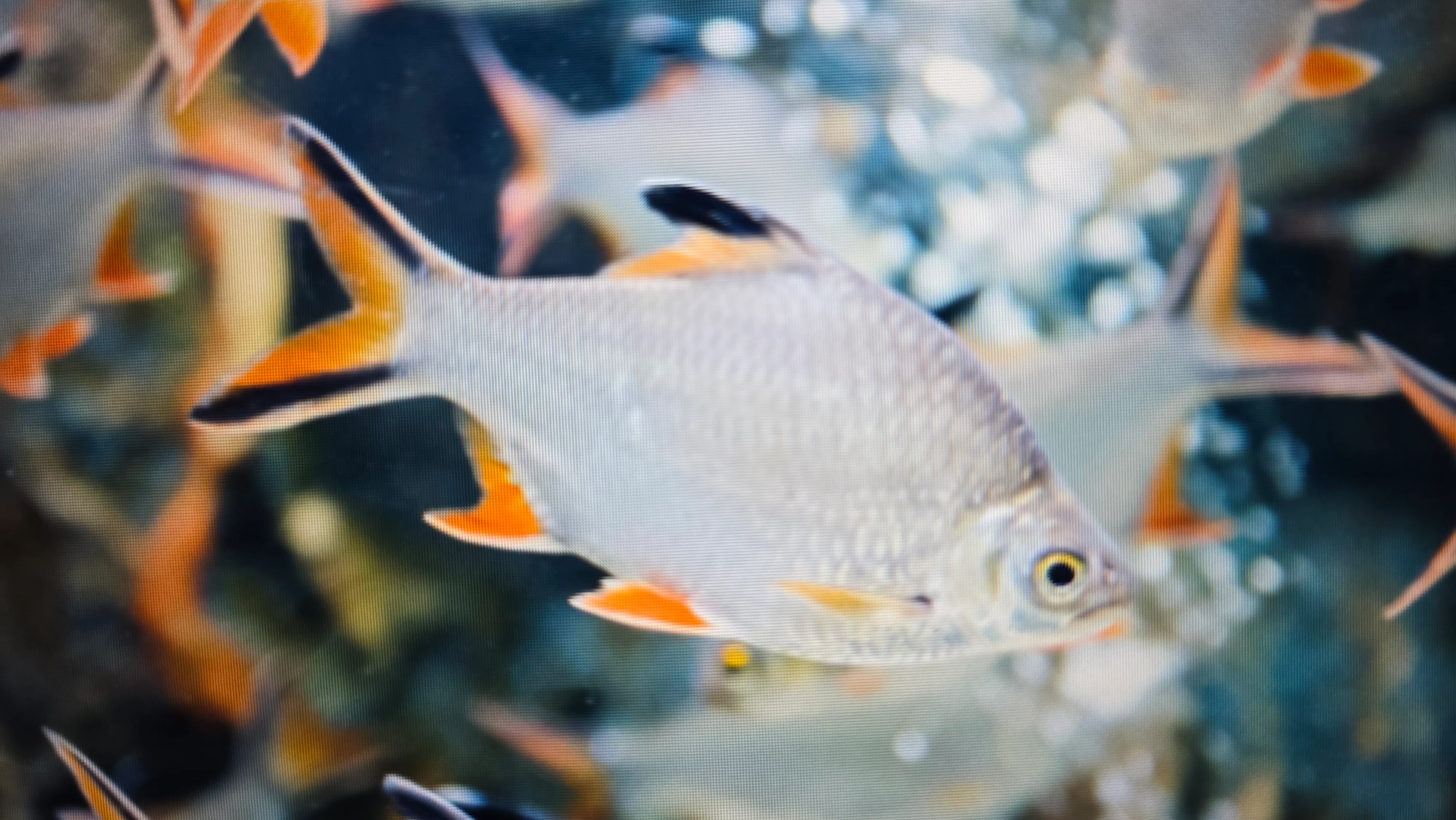 Tinfoil barb 8-10cm