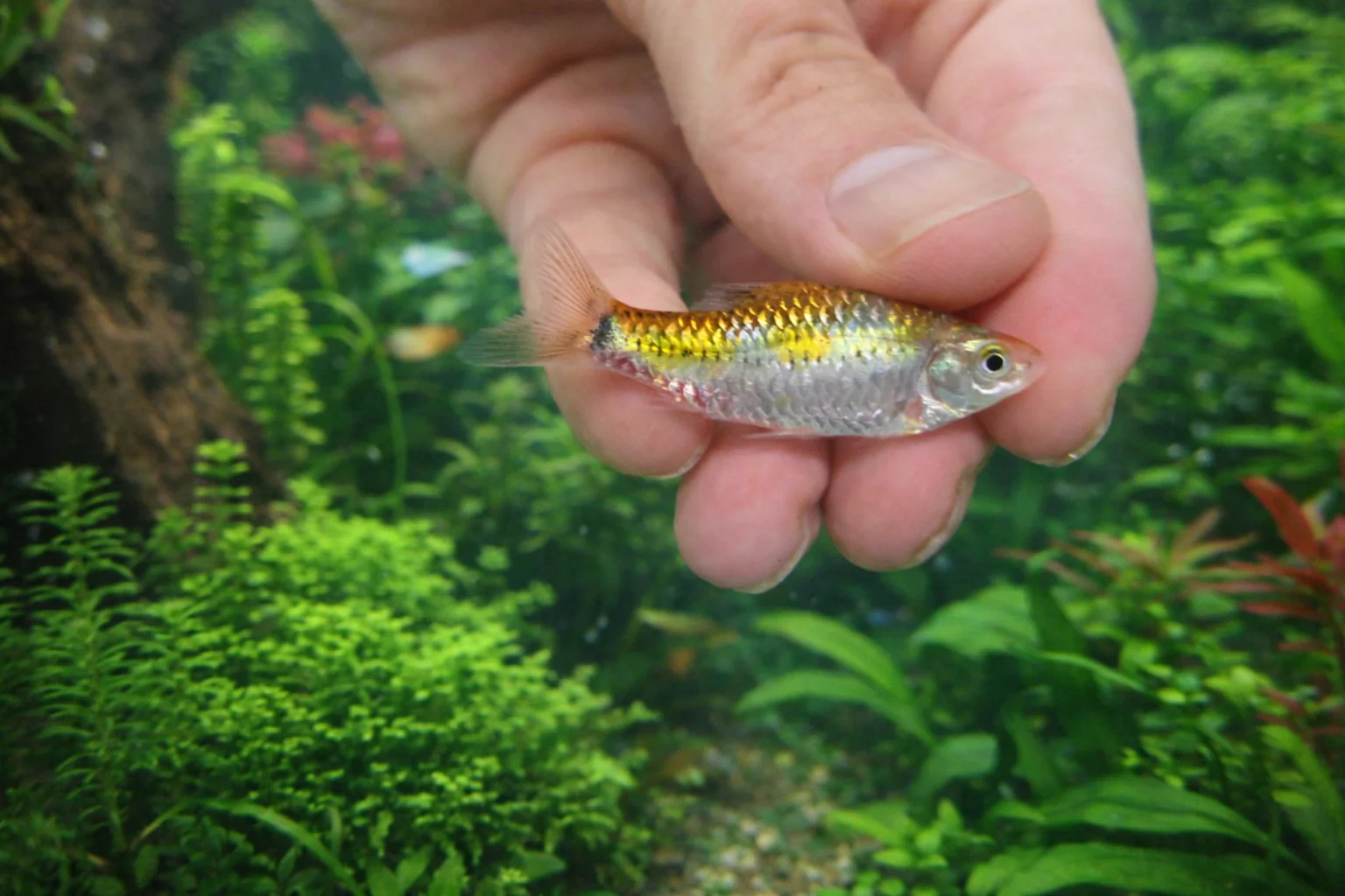 Tri-colour golden barb 4cm