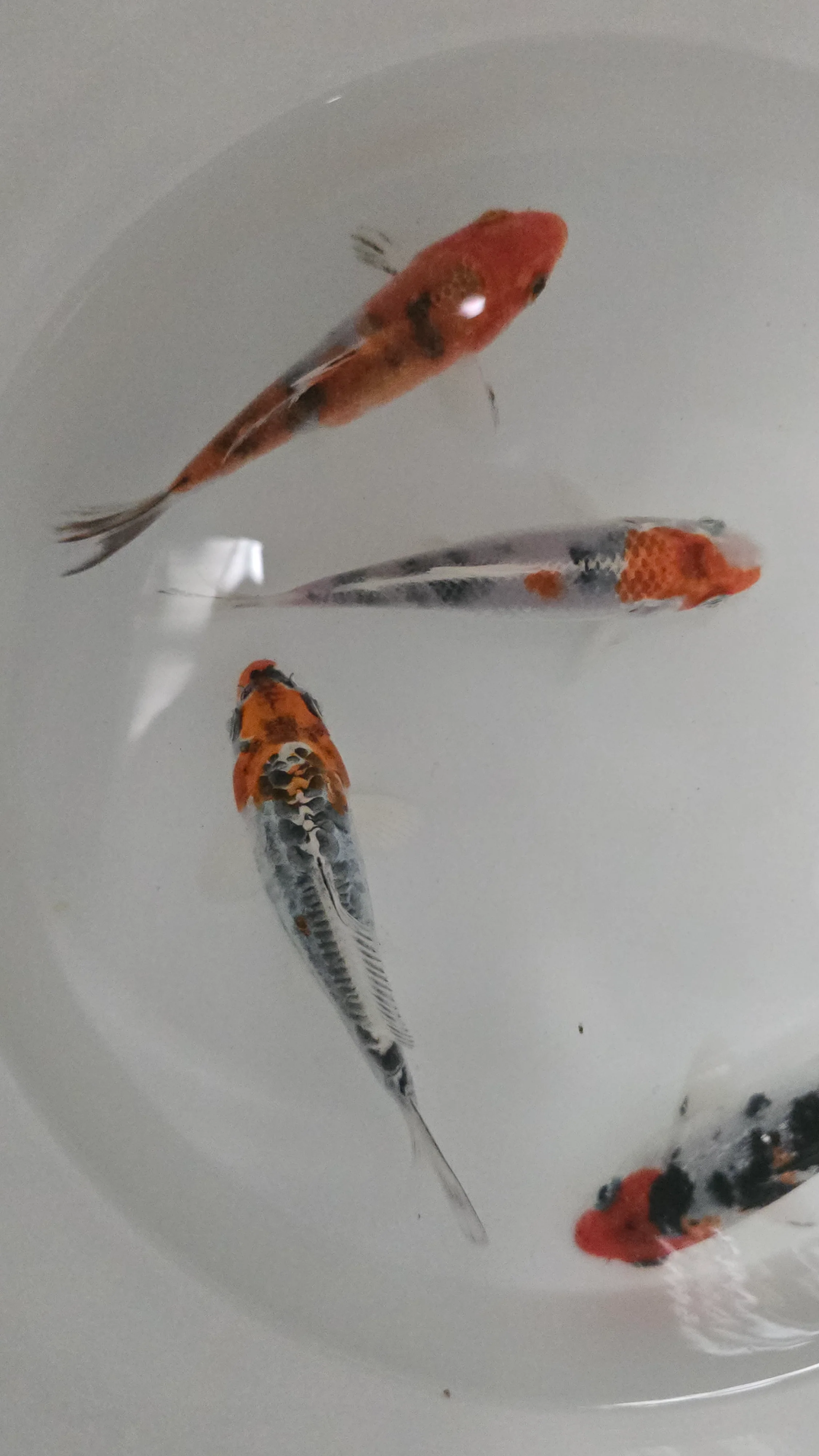 Tri colour koi - Image 2