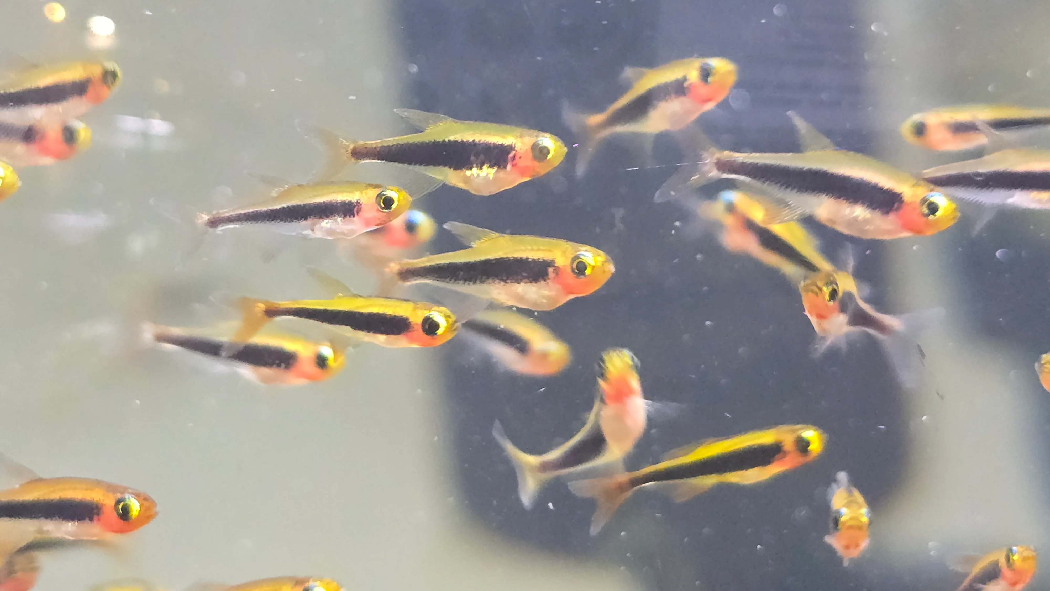 Tukano tetra 1cm - Image 2