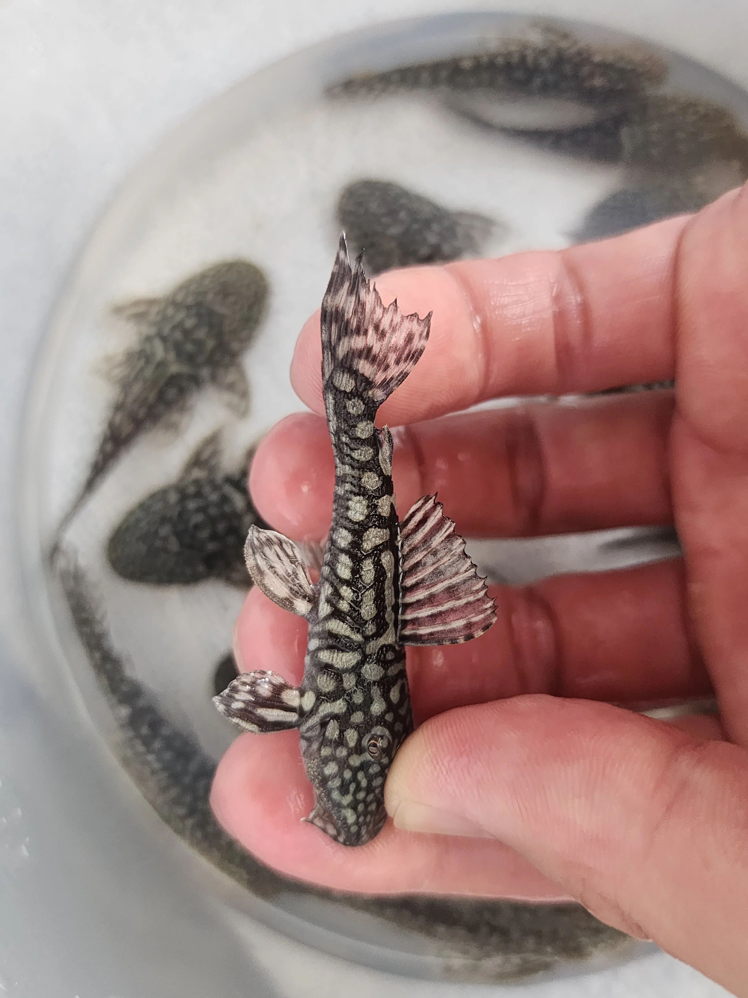 Pseudancistrus genisetiger pleco 5-6cm - Image 2