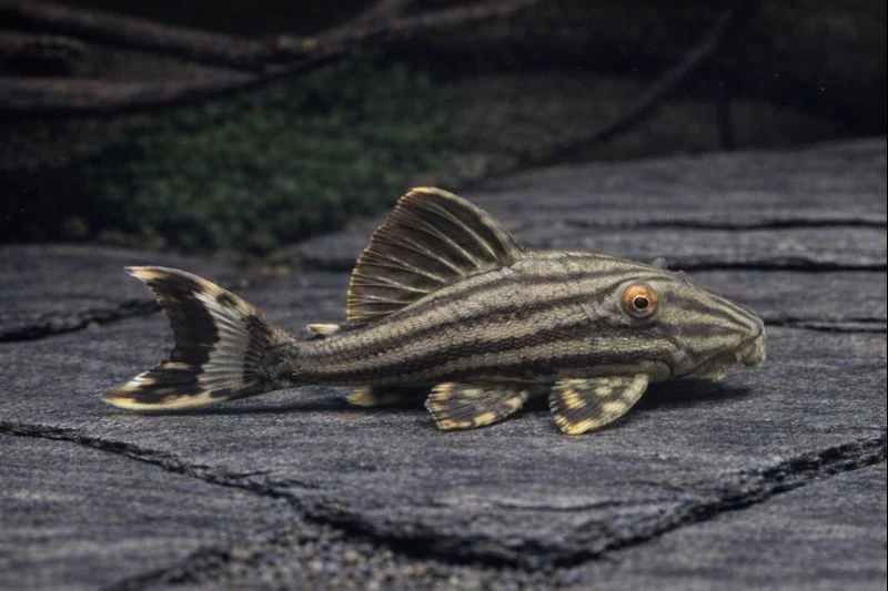 Pleco L190 royal 6-8cm