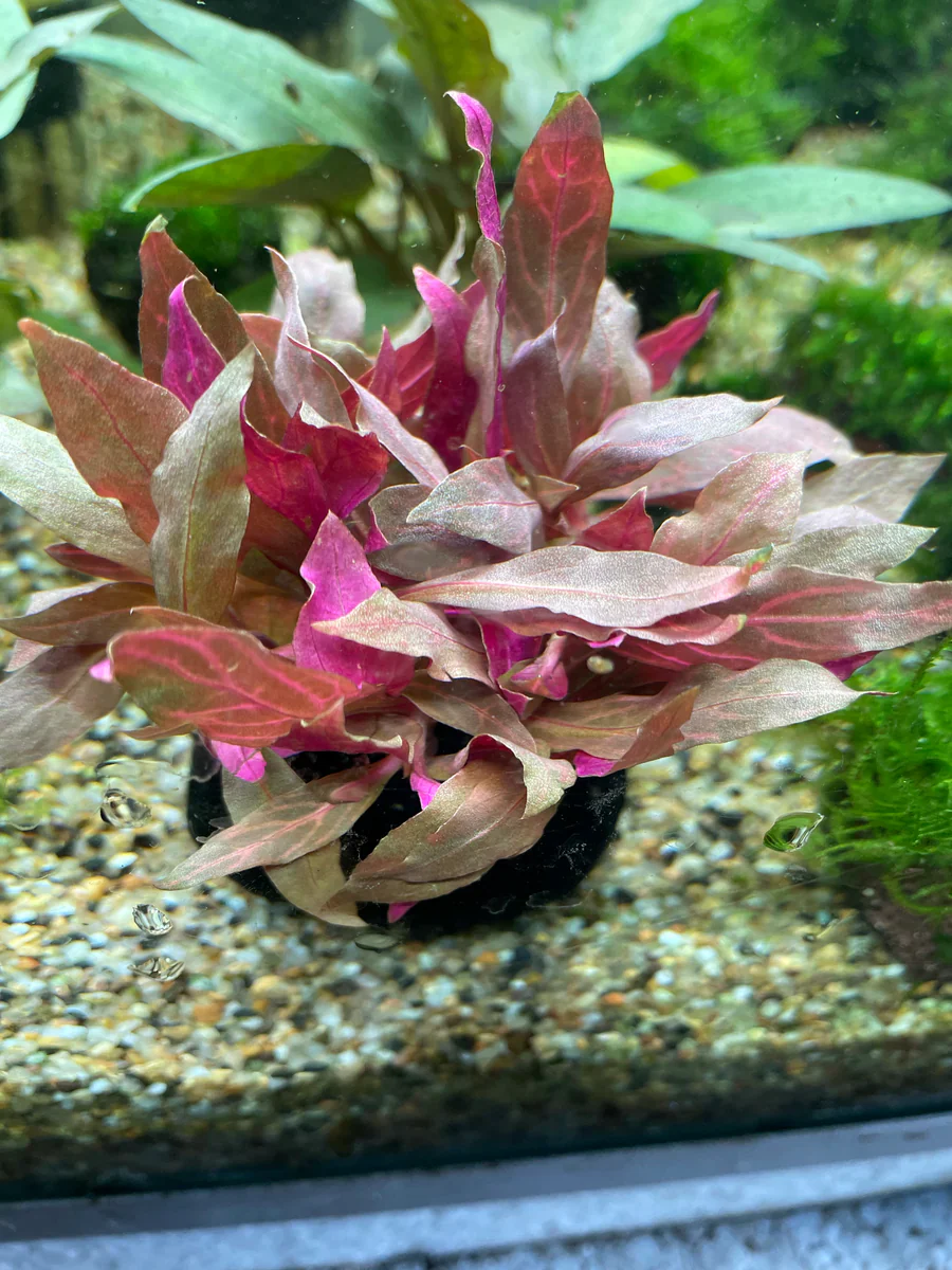 Vibrant Alternanthera Reineckii Variegated Wabikusa Live Aquarium Plant
